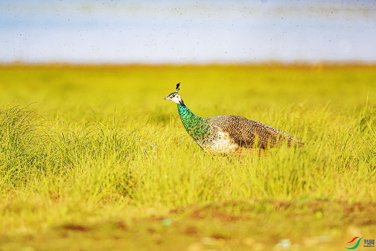 DSC_4234-����ǿ.jpg