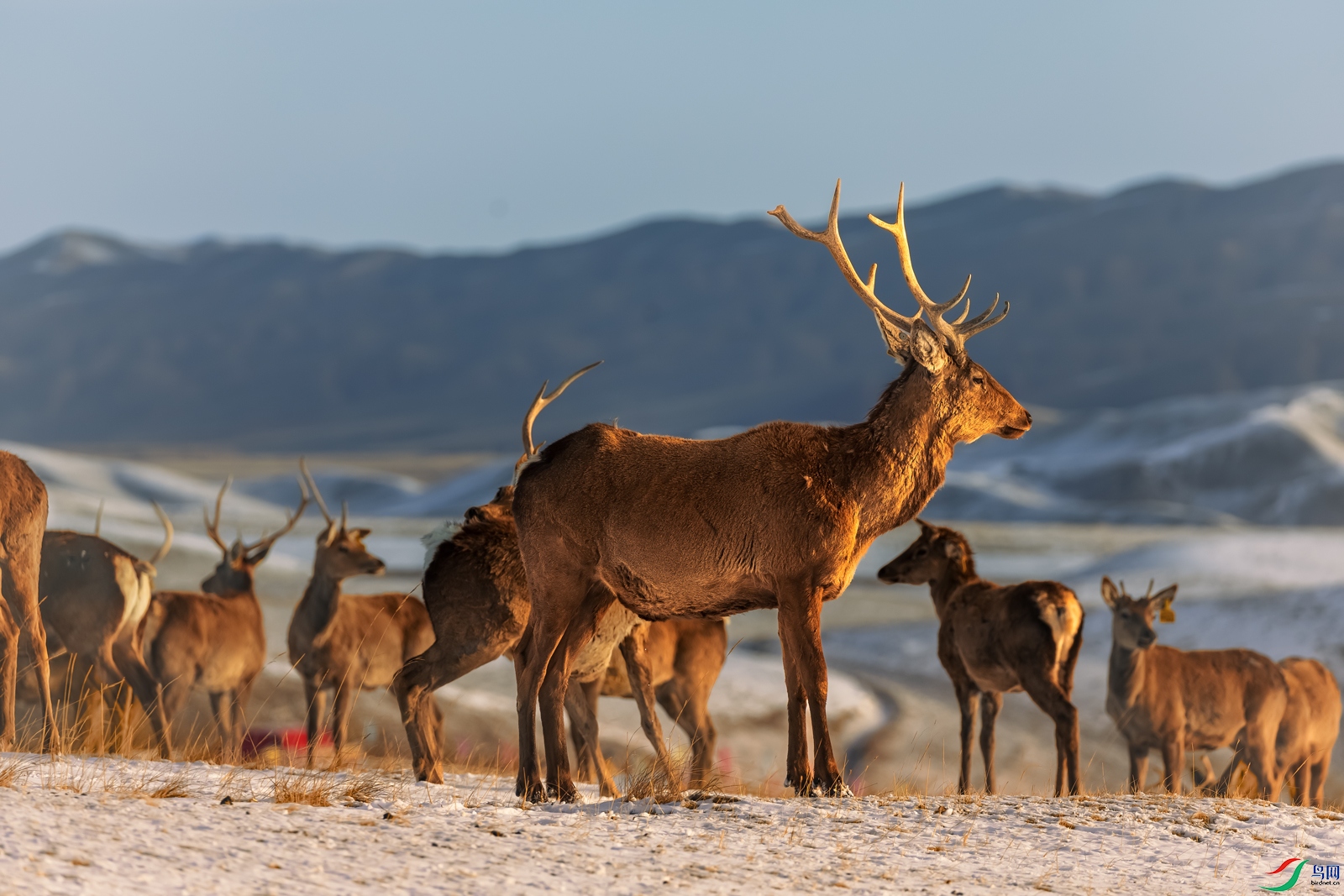 ��¹-����¹Ӱѩ����-