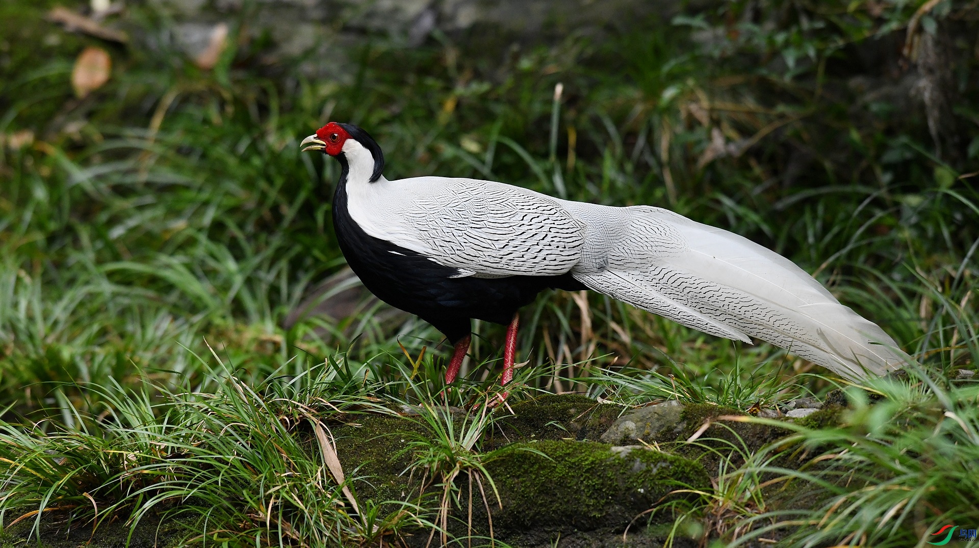 DSC_2523.jpg