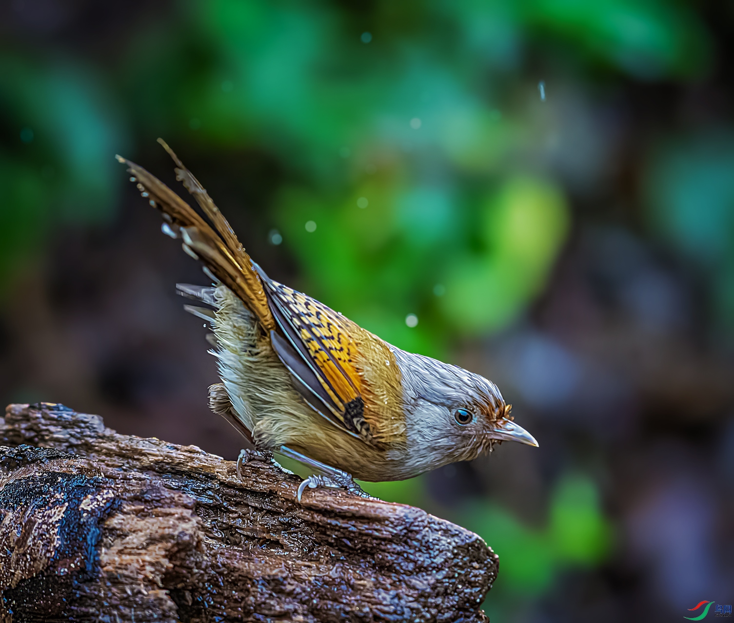 ���߳���