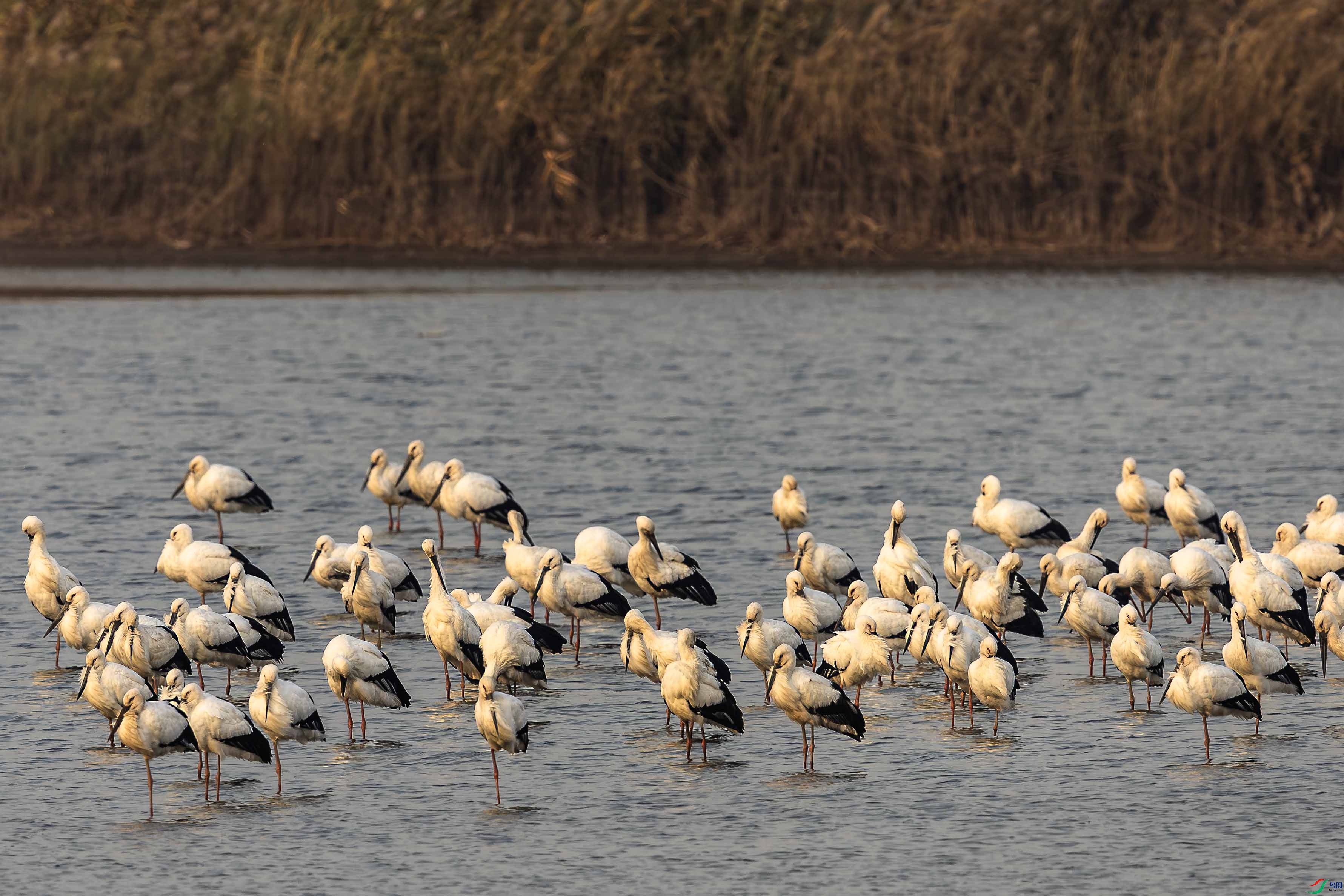 093A4812-����ǿ-NR ����.jpg