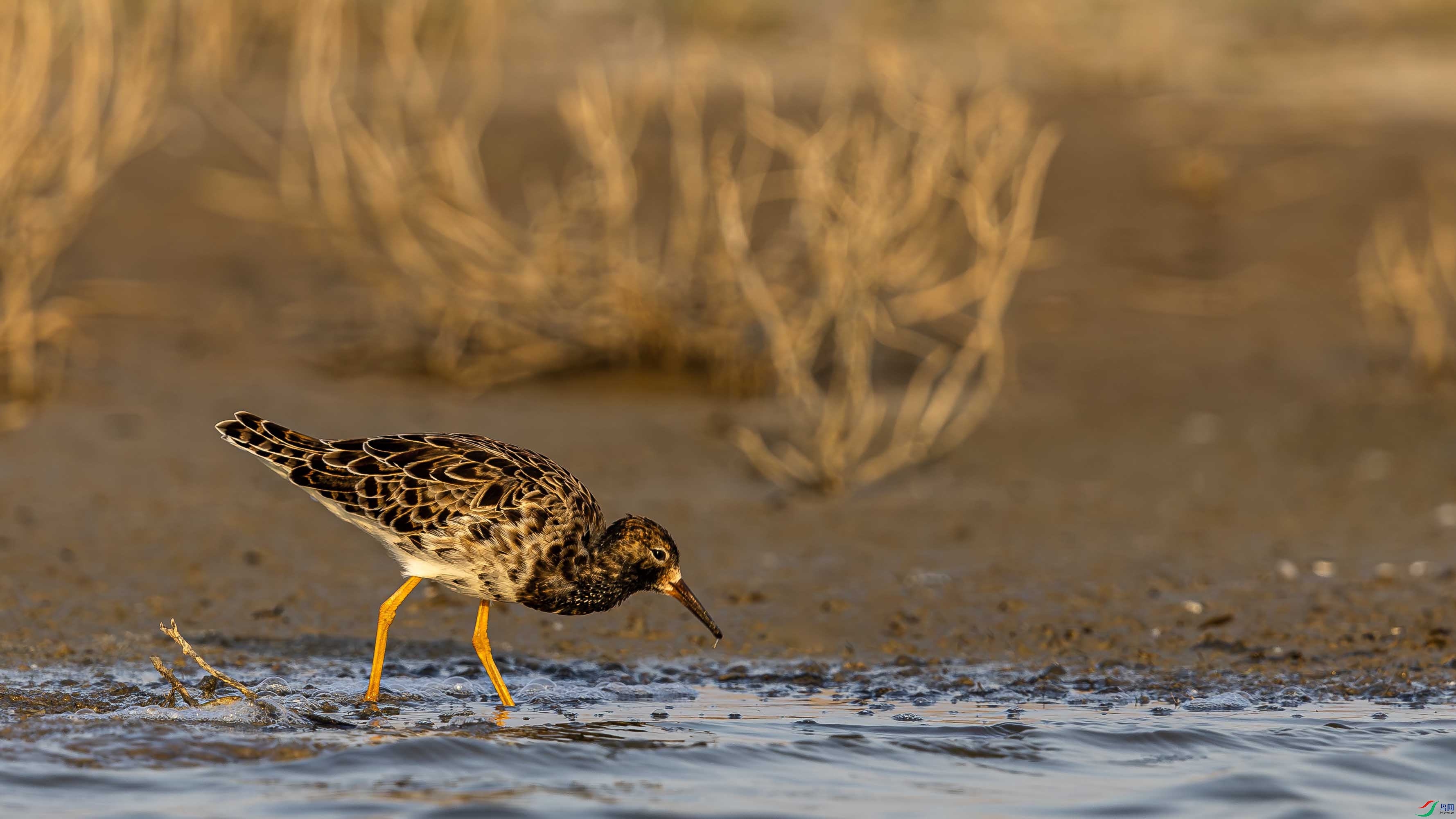 093A0021-����ǿ-NR ����.jpg