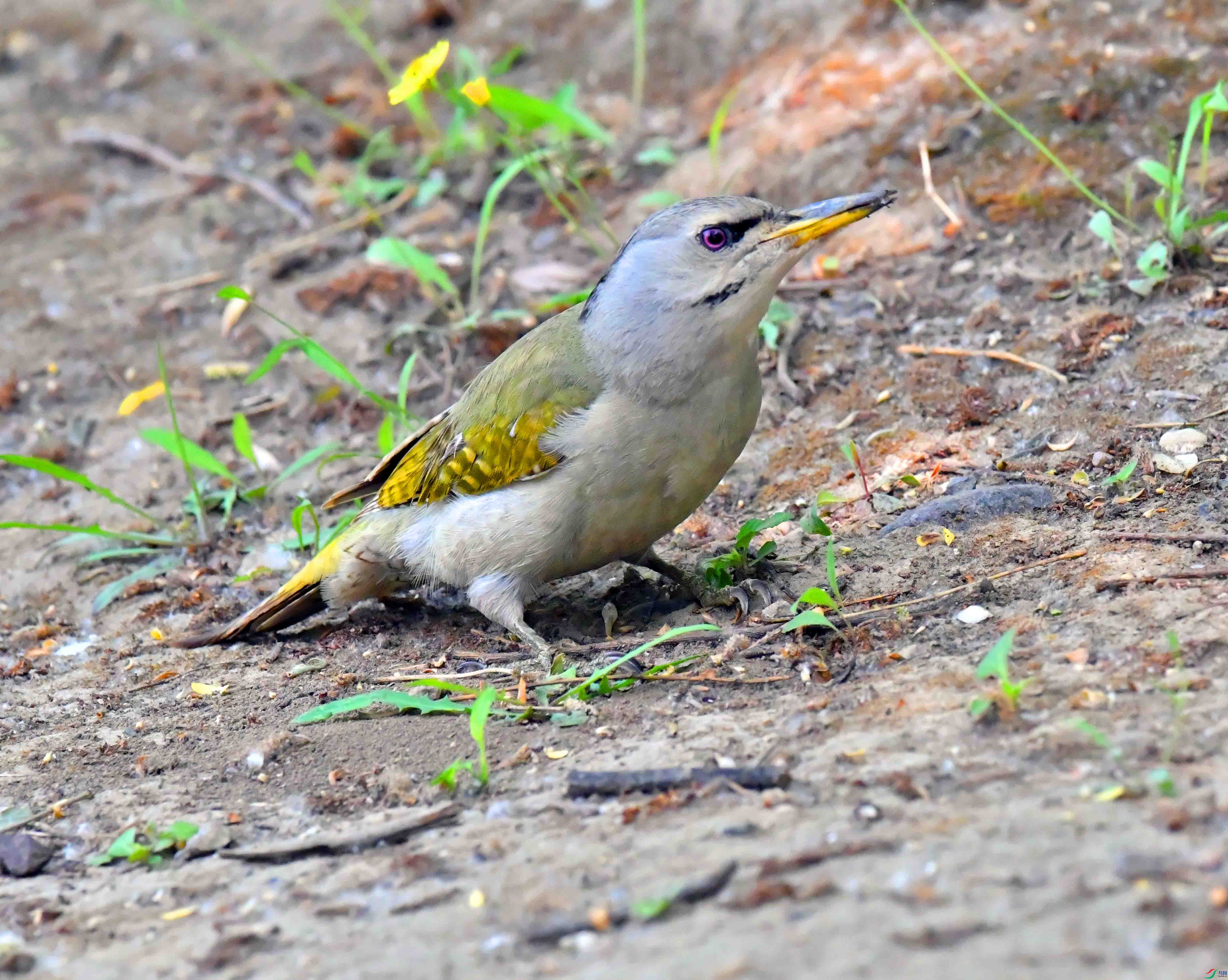 DSC_9809.JPG