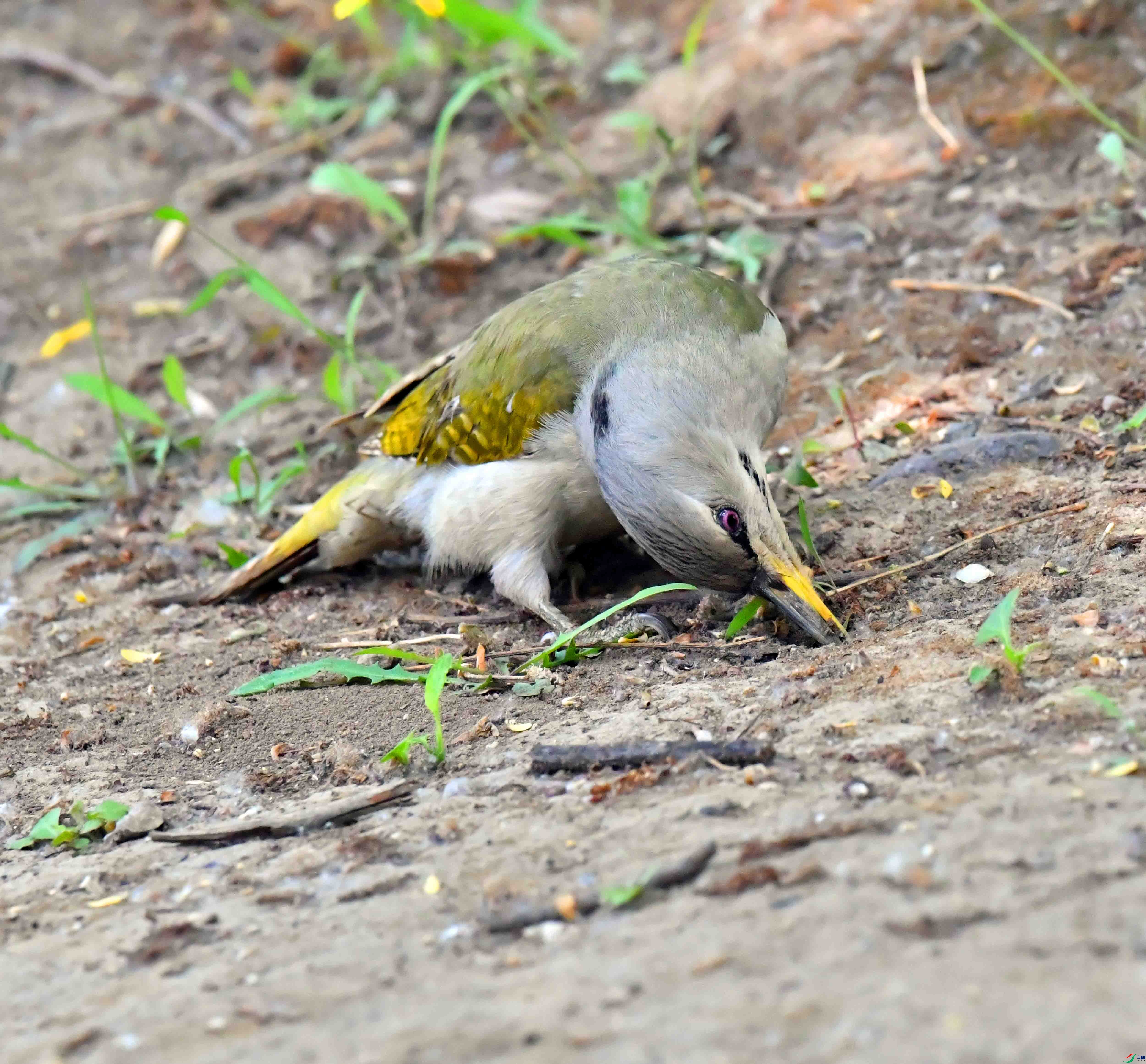 DSC_9820.JPG