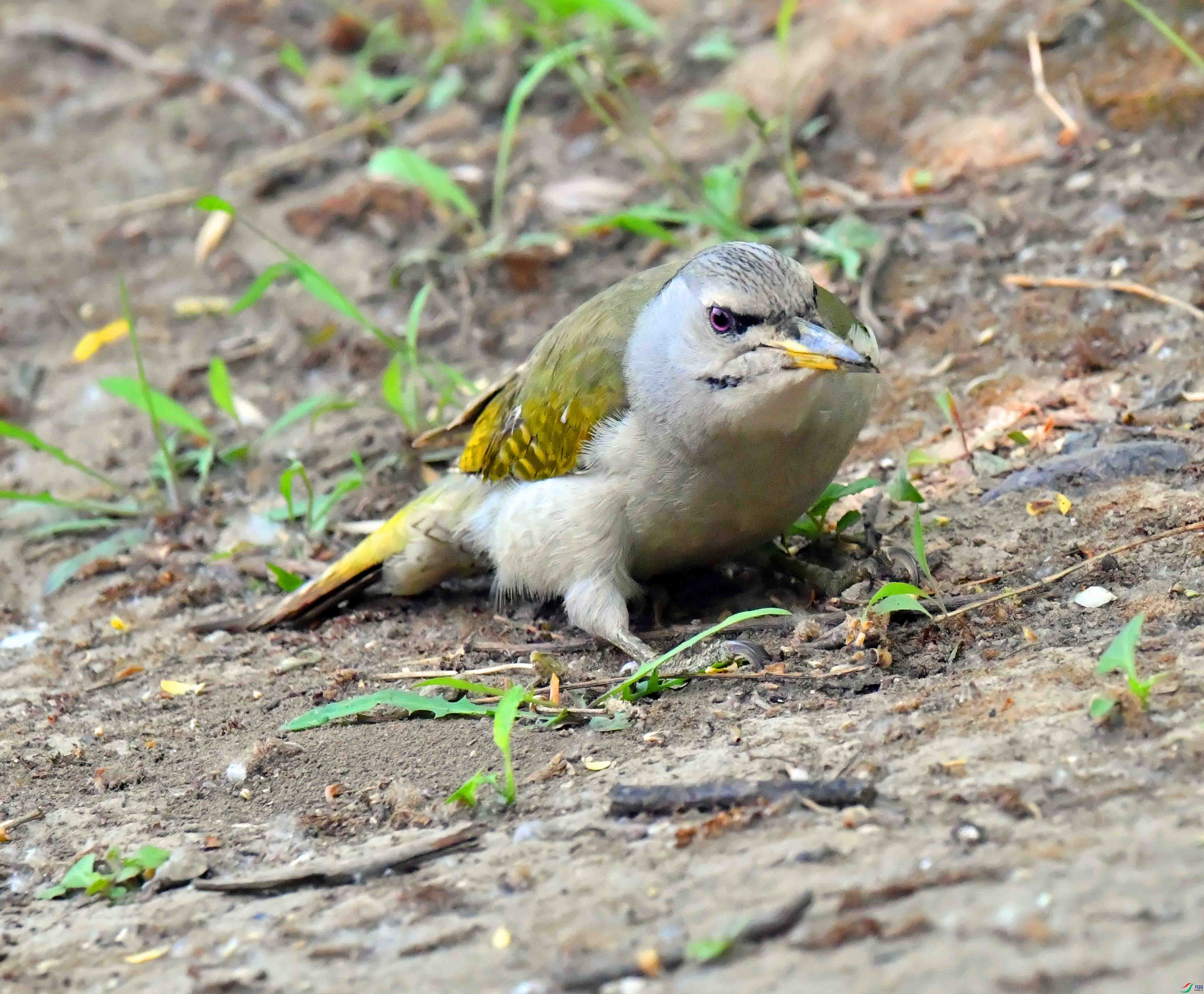 DSC_9822.JPG