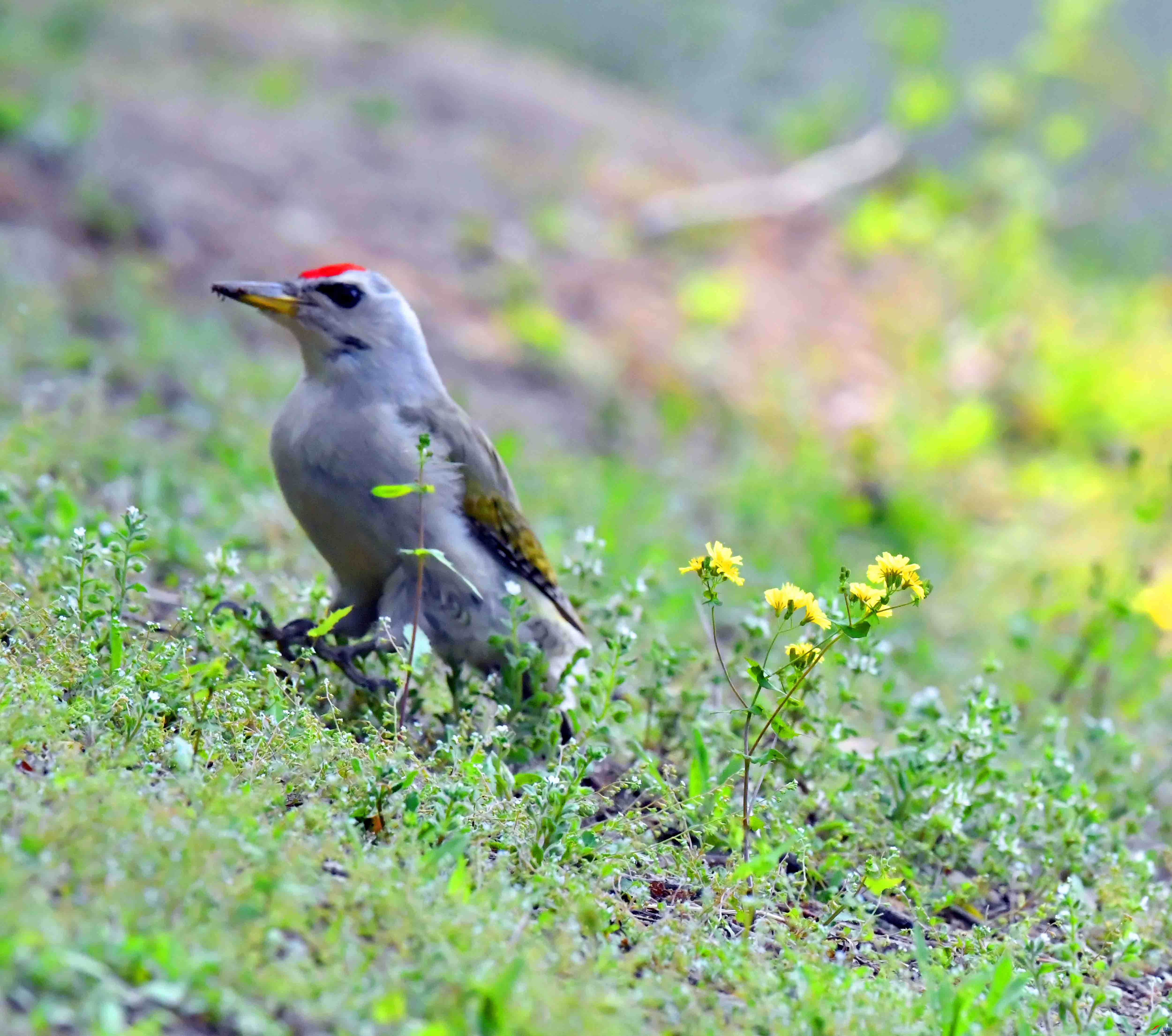 DSC_9882.JPG