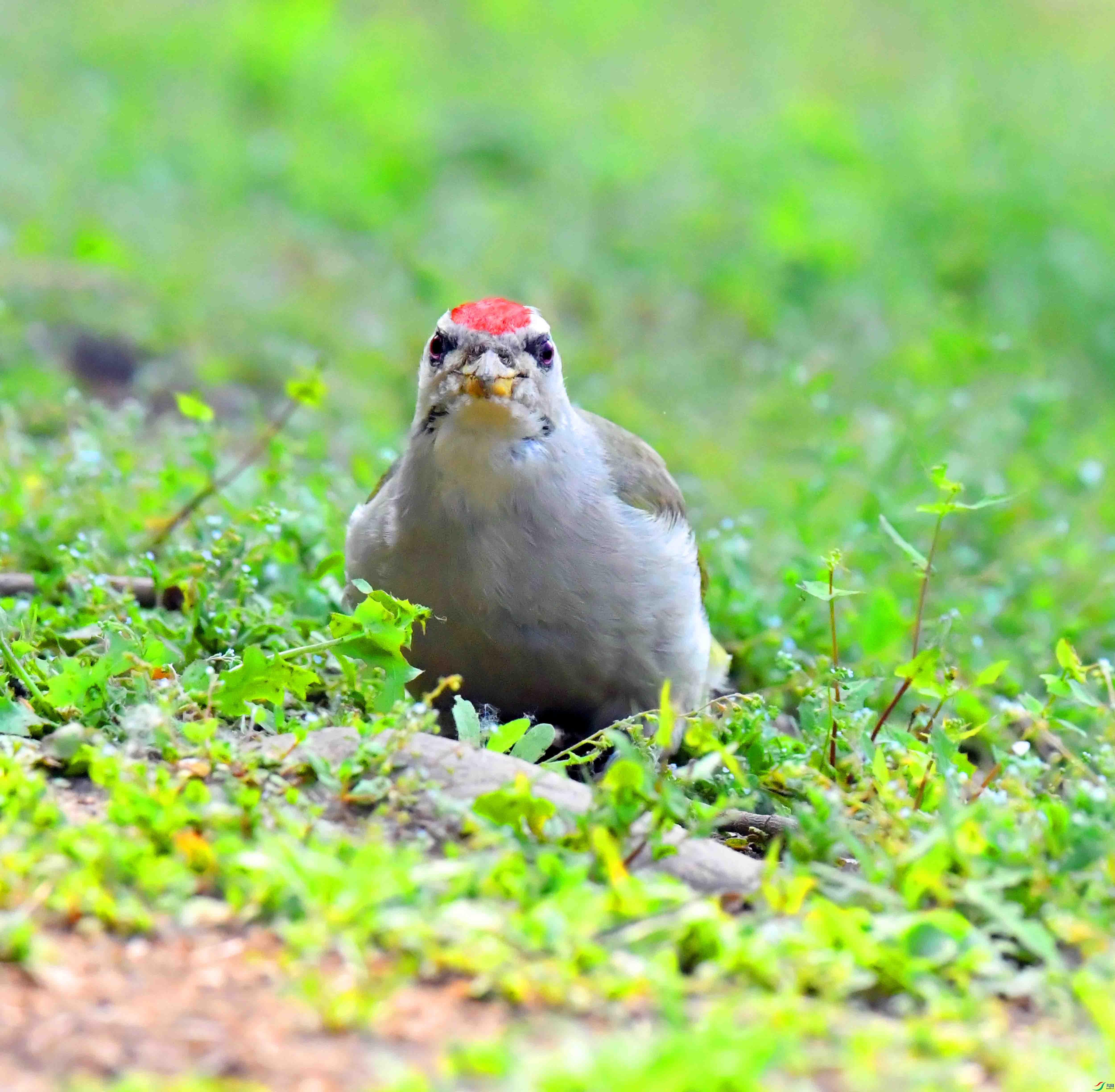 DSC_9932.JPG