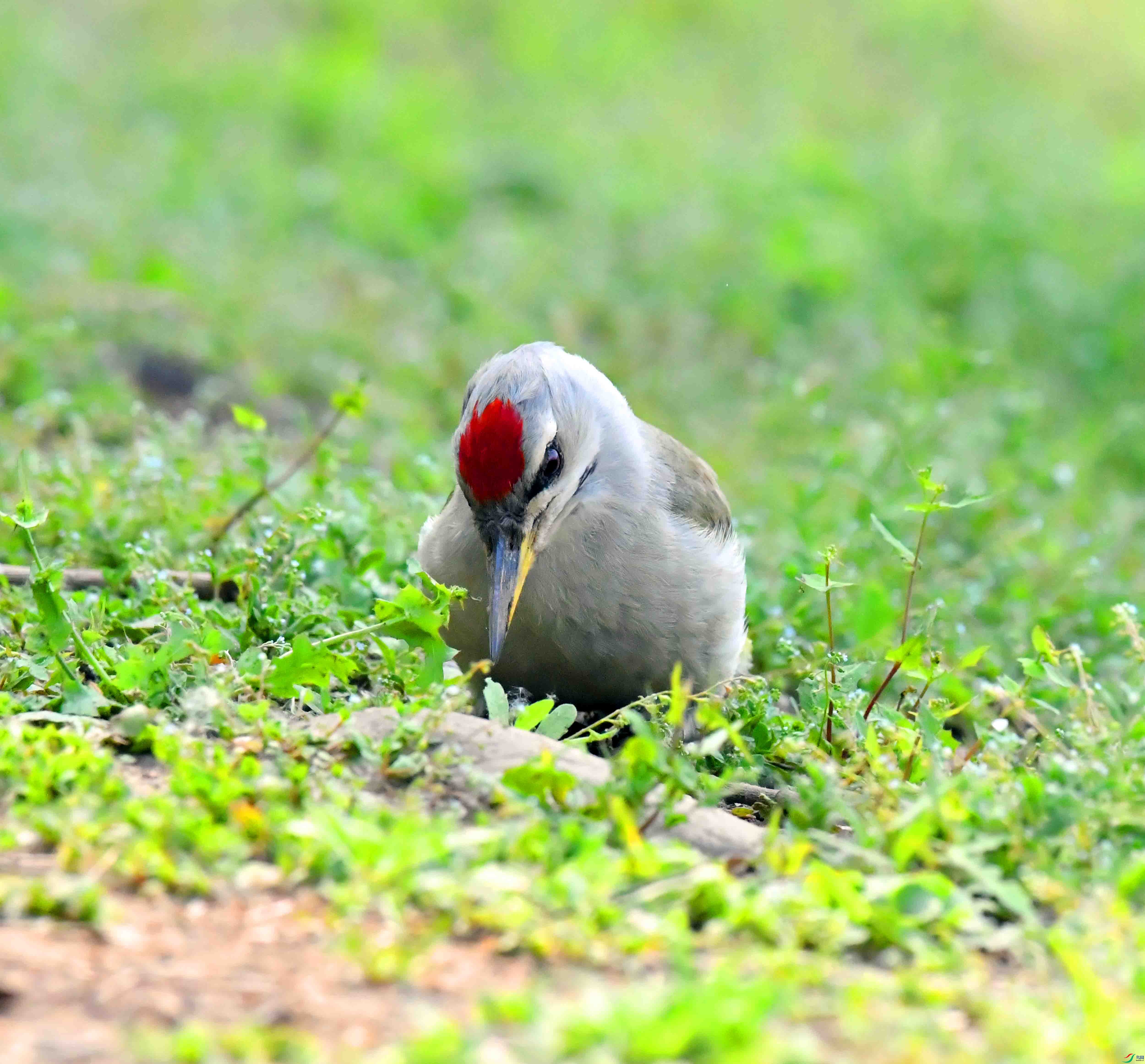 DSC_9935.JPG