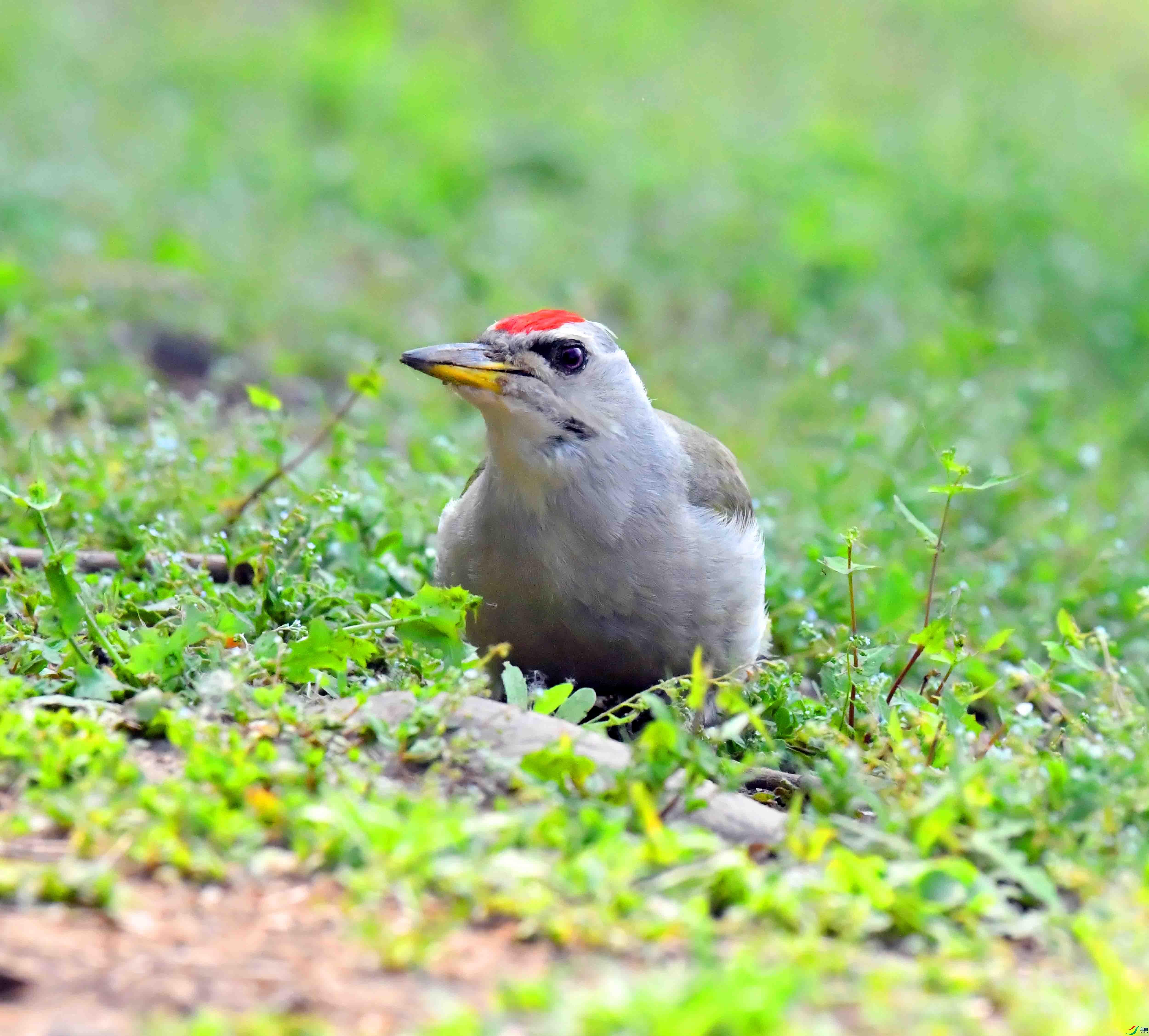 DSC_9934.JPG