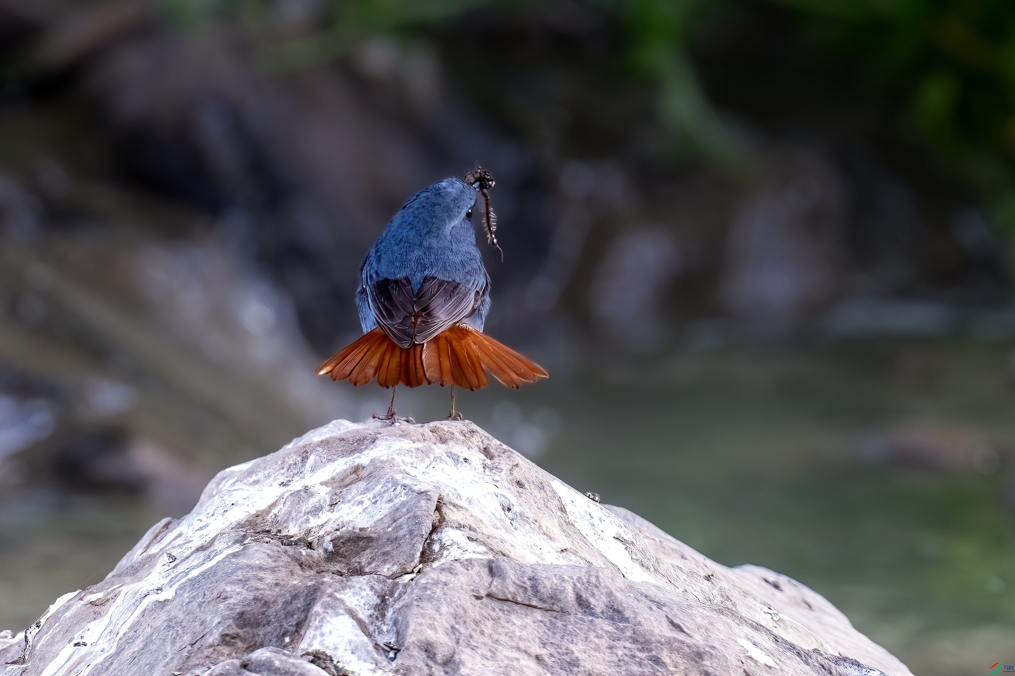 _DSC2725.jpg