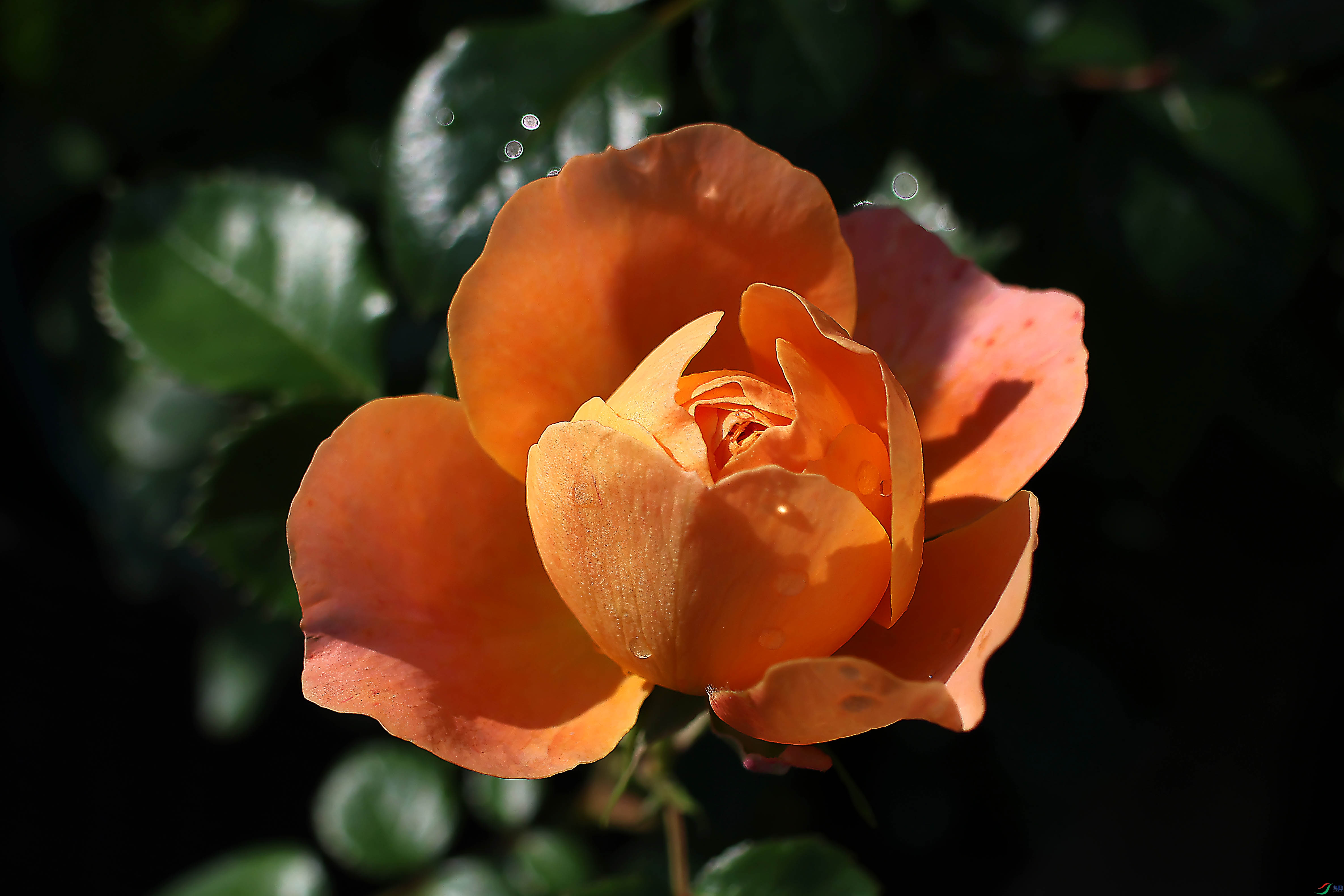 2G9A5807.JPG