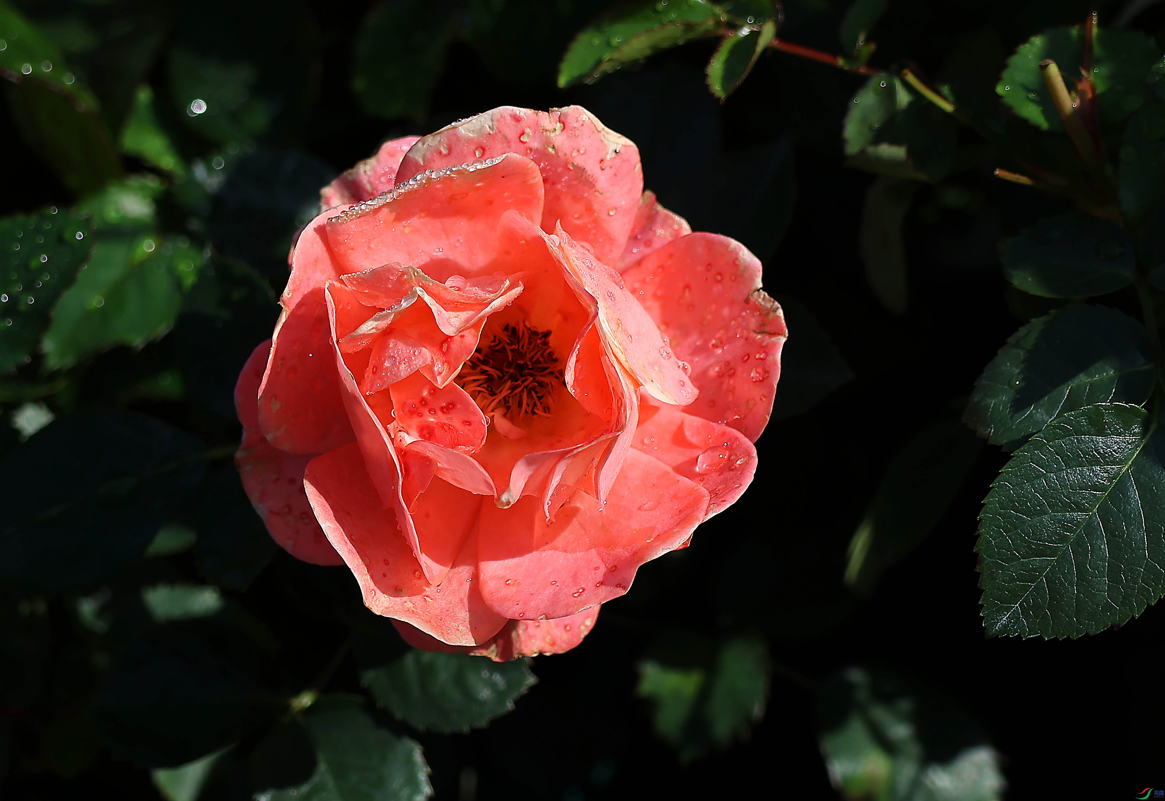 2G9A5820.JPG