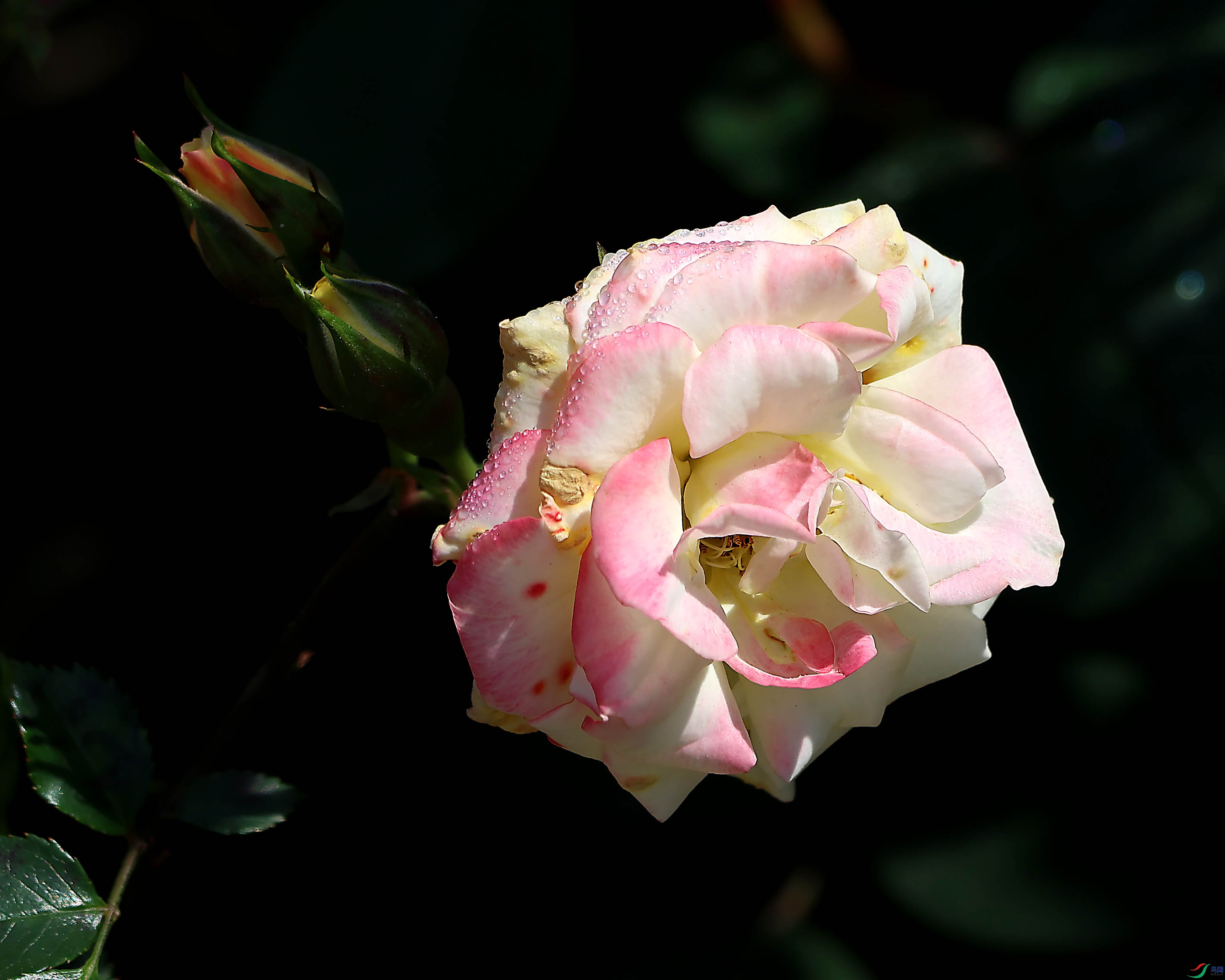 2G9A5831.JPG