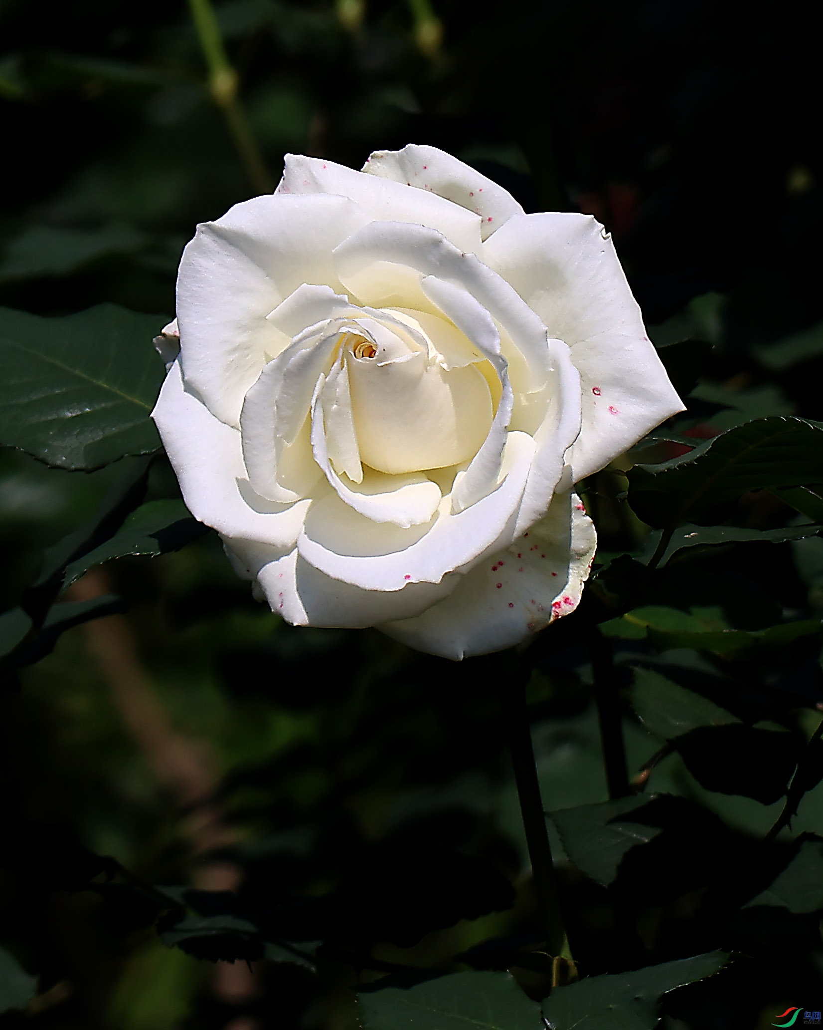 2G9A5834.JPG