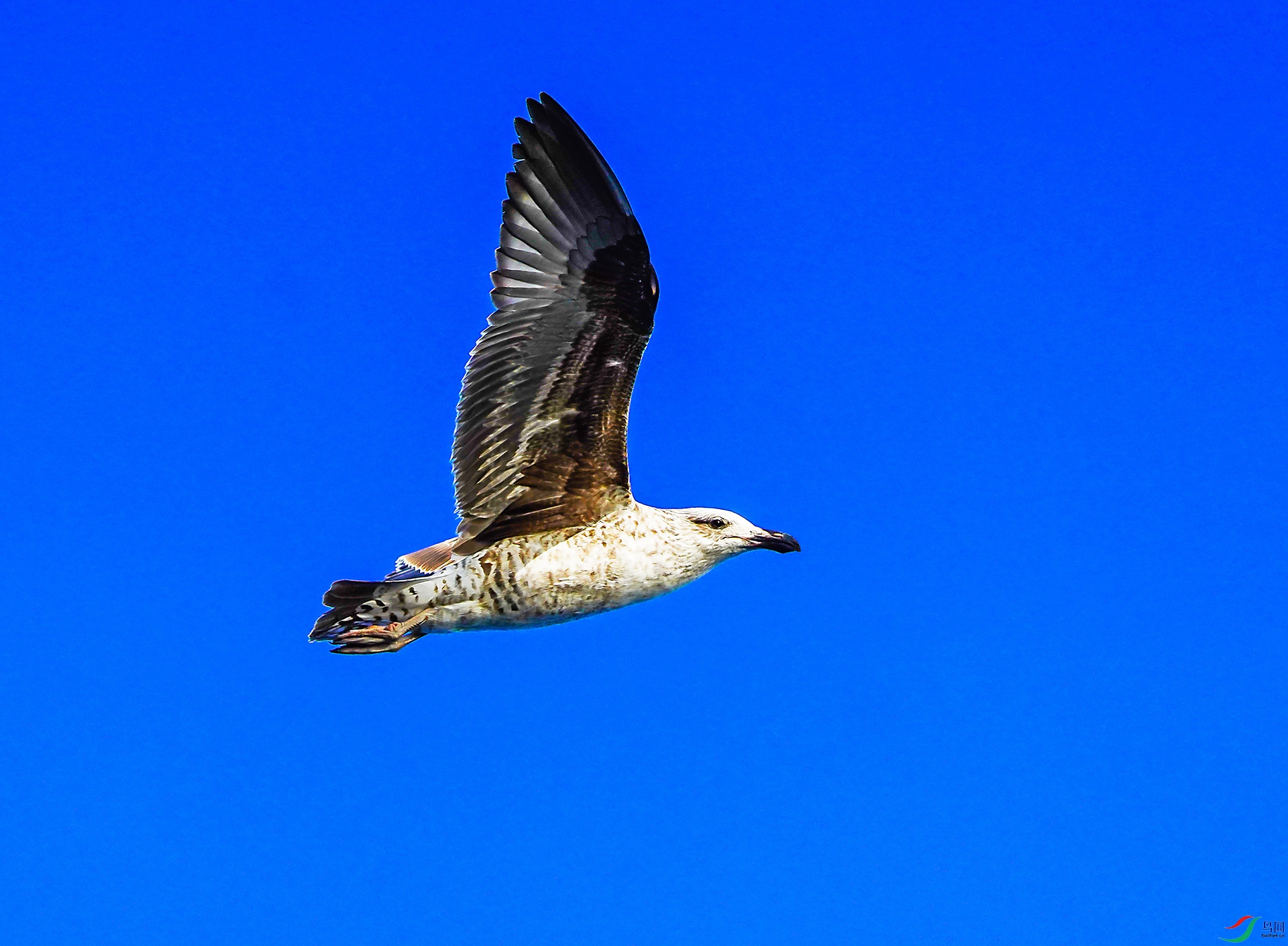 DSC07574-6x.jpg