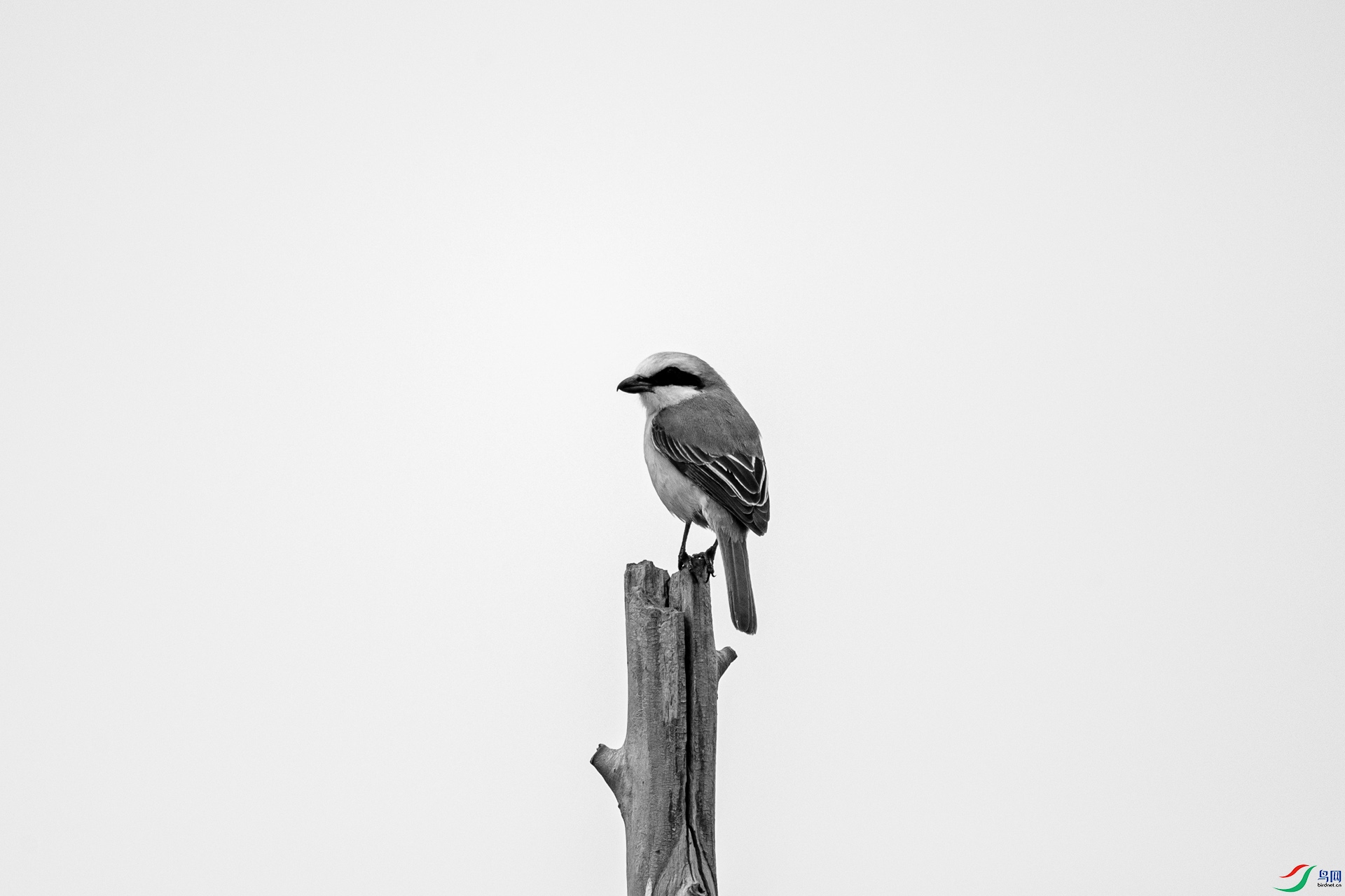 DSC_36210.jpg