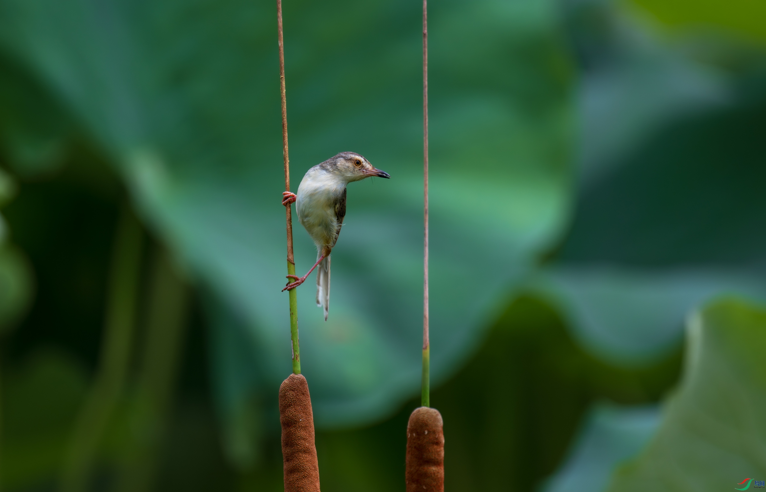DSC_4312.jpg