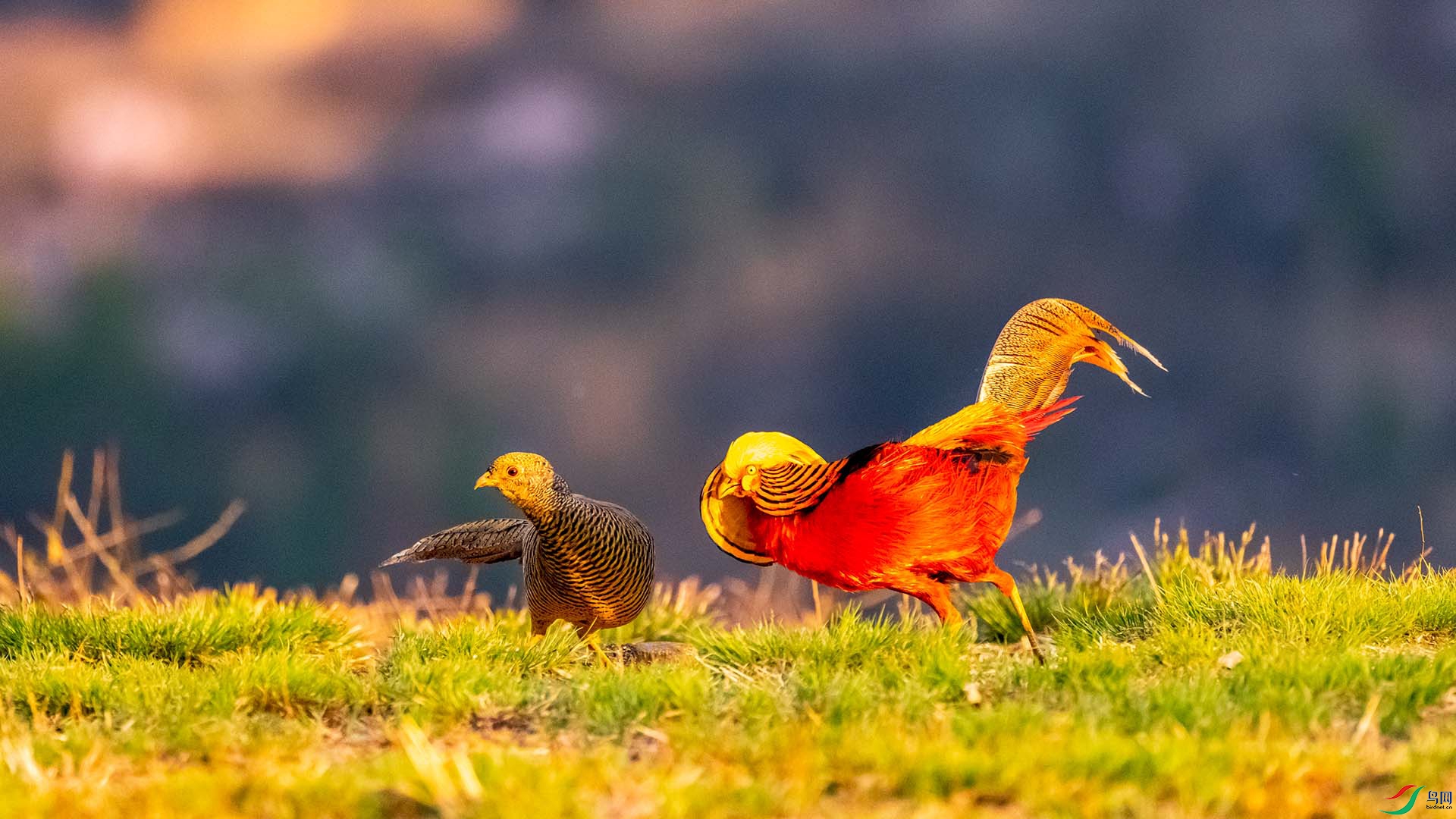 �츹����