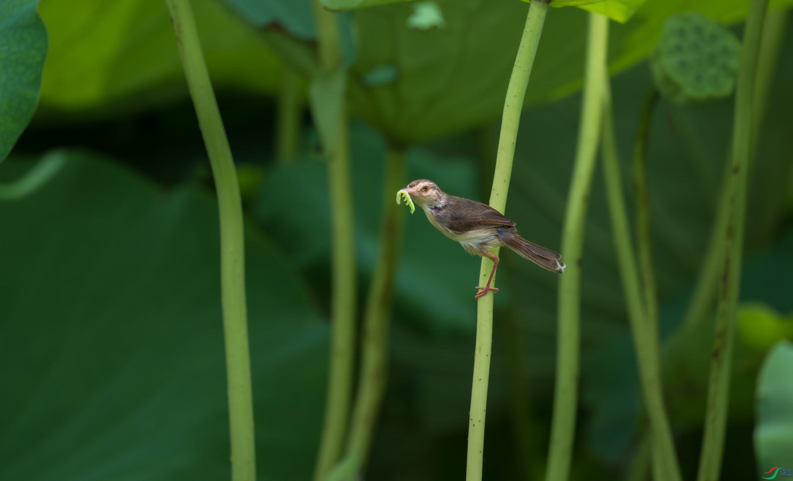 DSC_4334.jpg