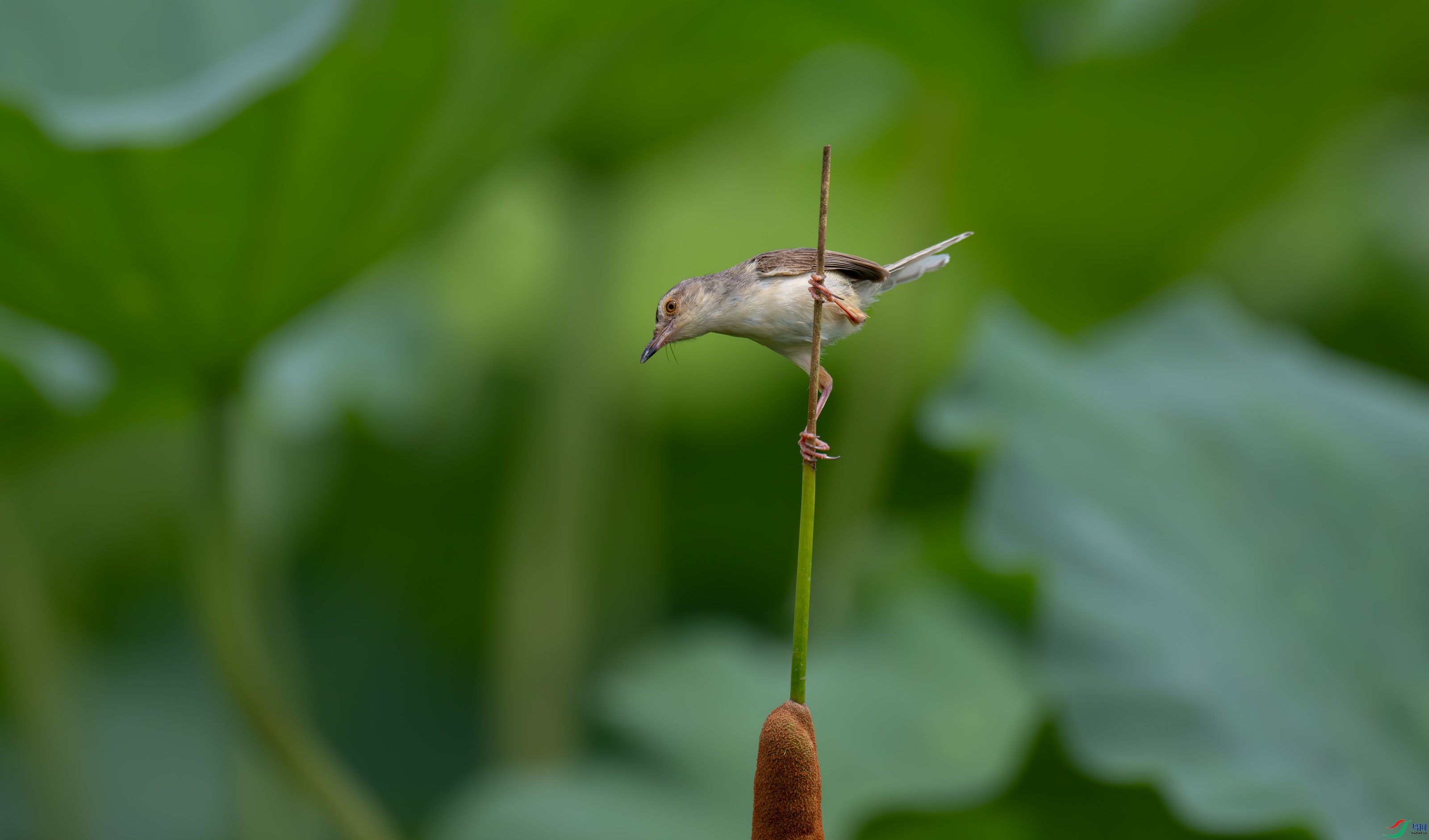 DSC_4329.jpg