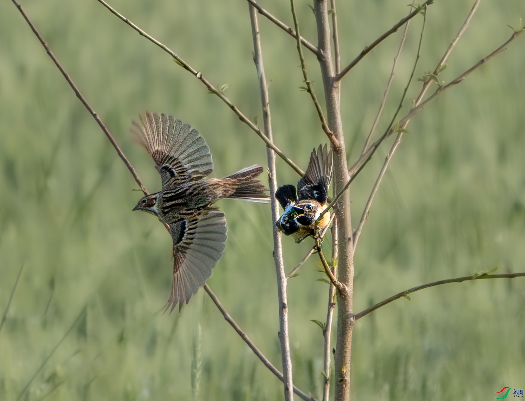 DSC03498 ����.jpg