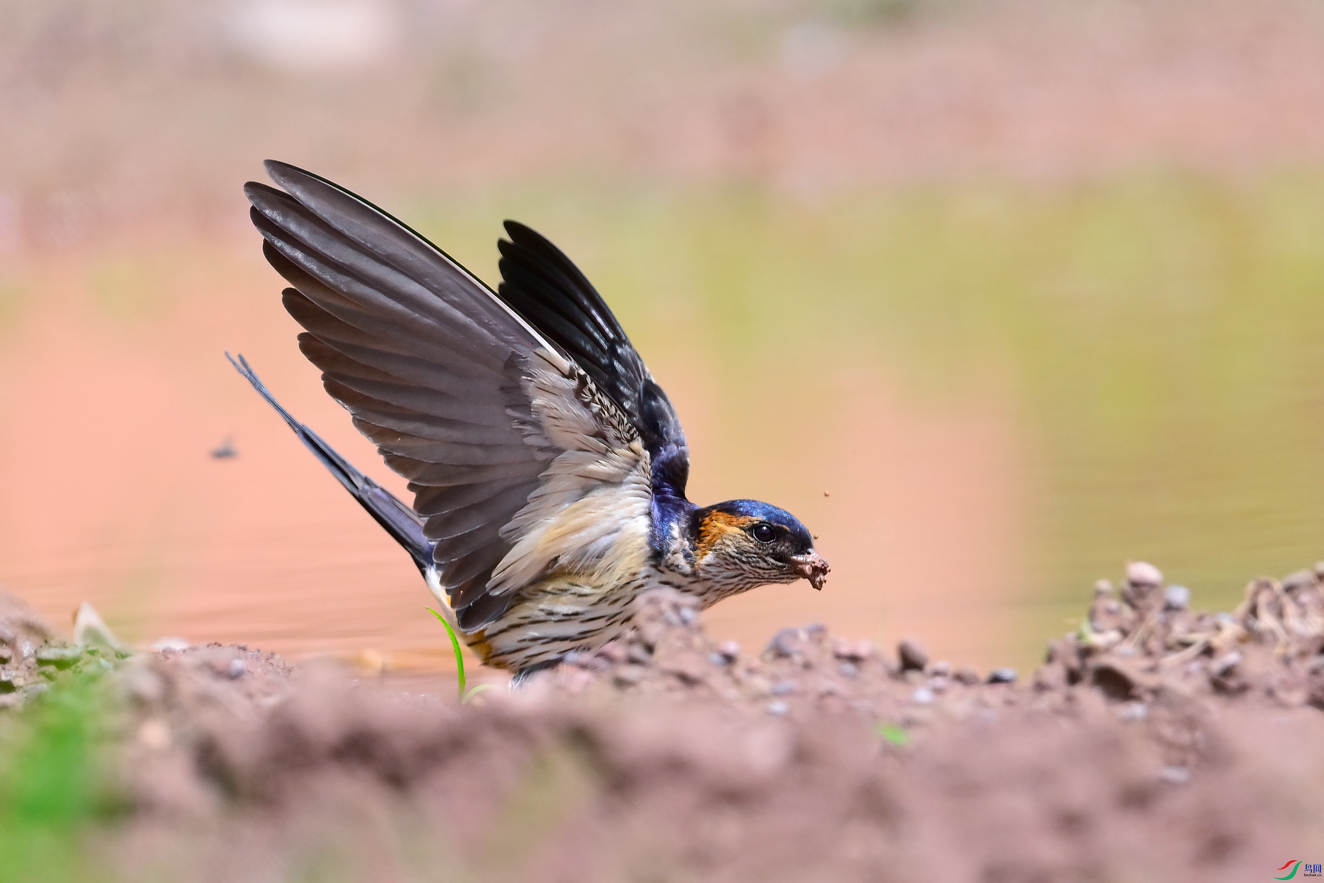 _DSC5420x.jpg