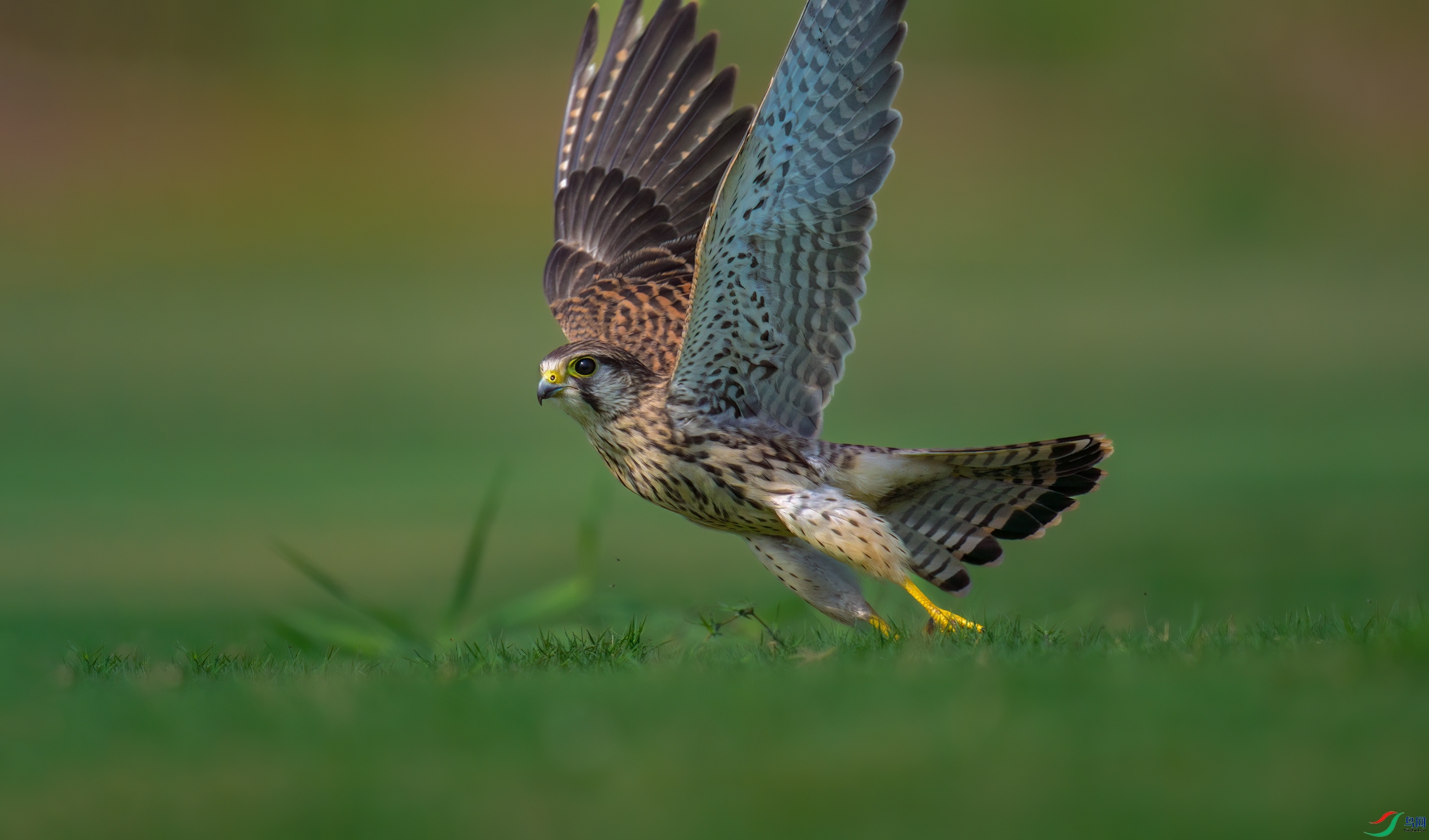 DSC_8257.jpg