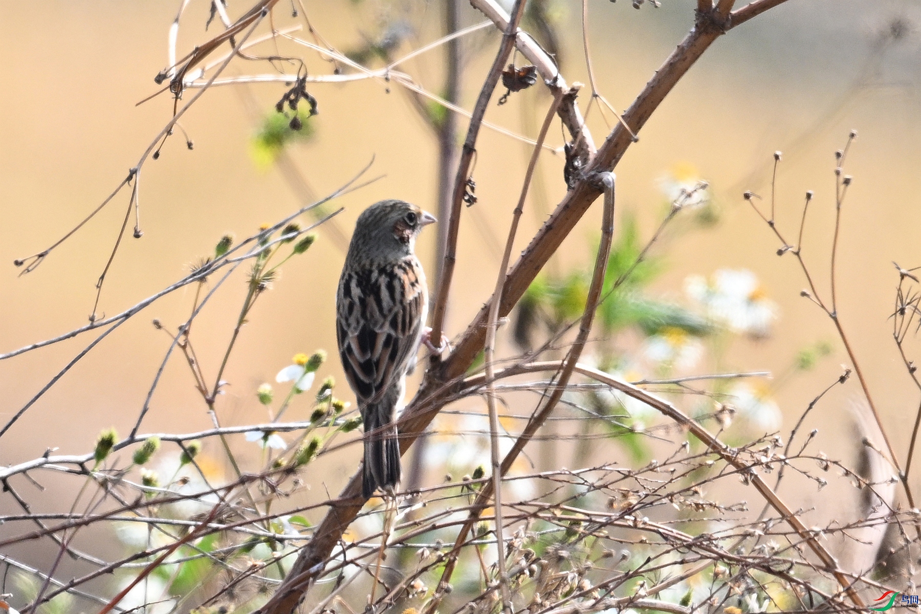 DSC_7982.JPG