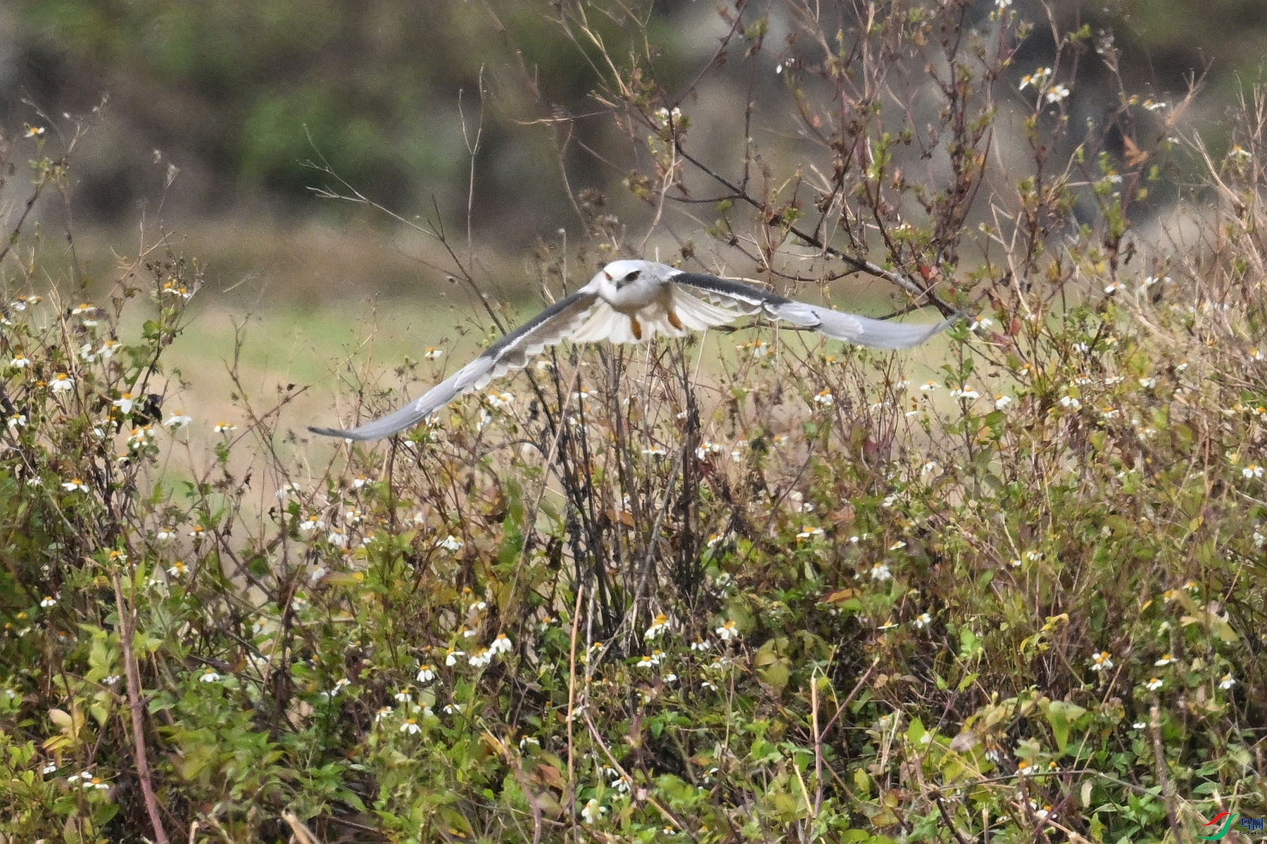 DSC_8033.JPG
