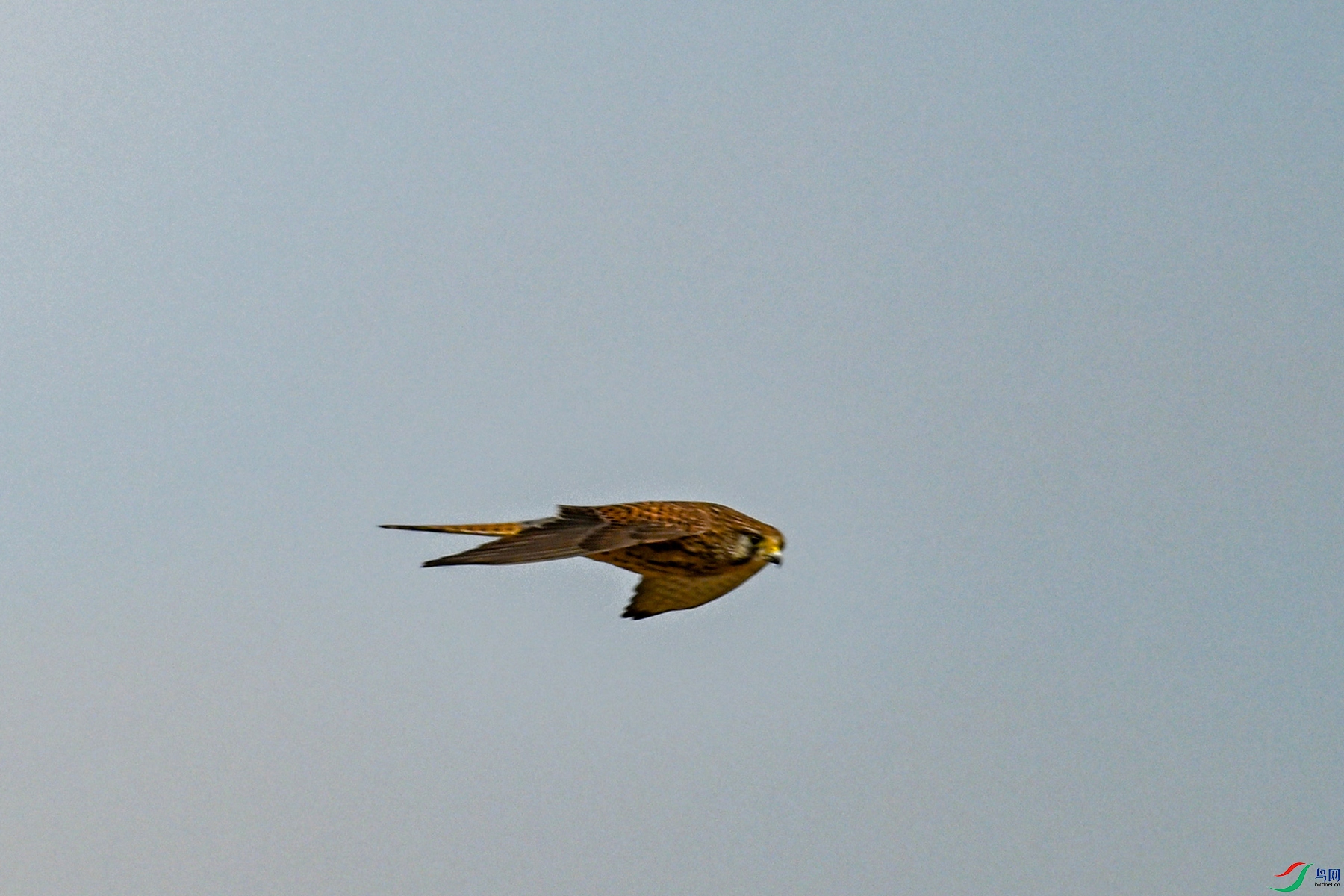 DSC_8138.JPG