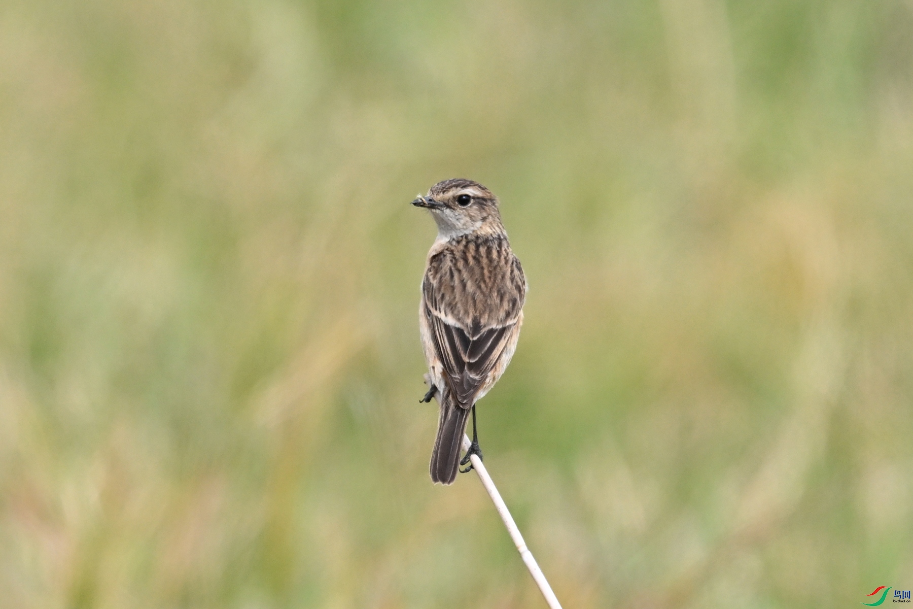 DSC_8102.JPG