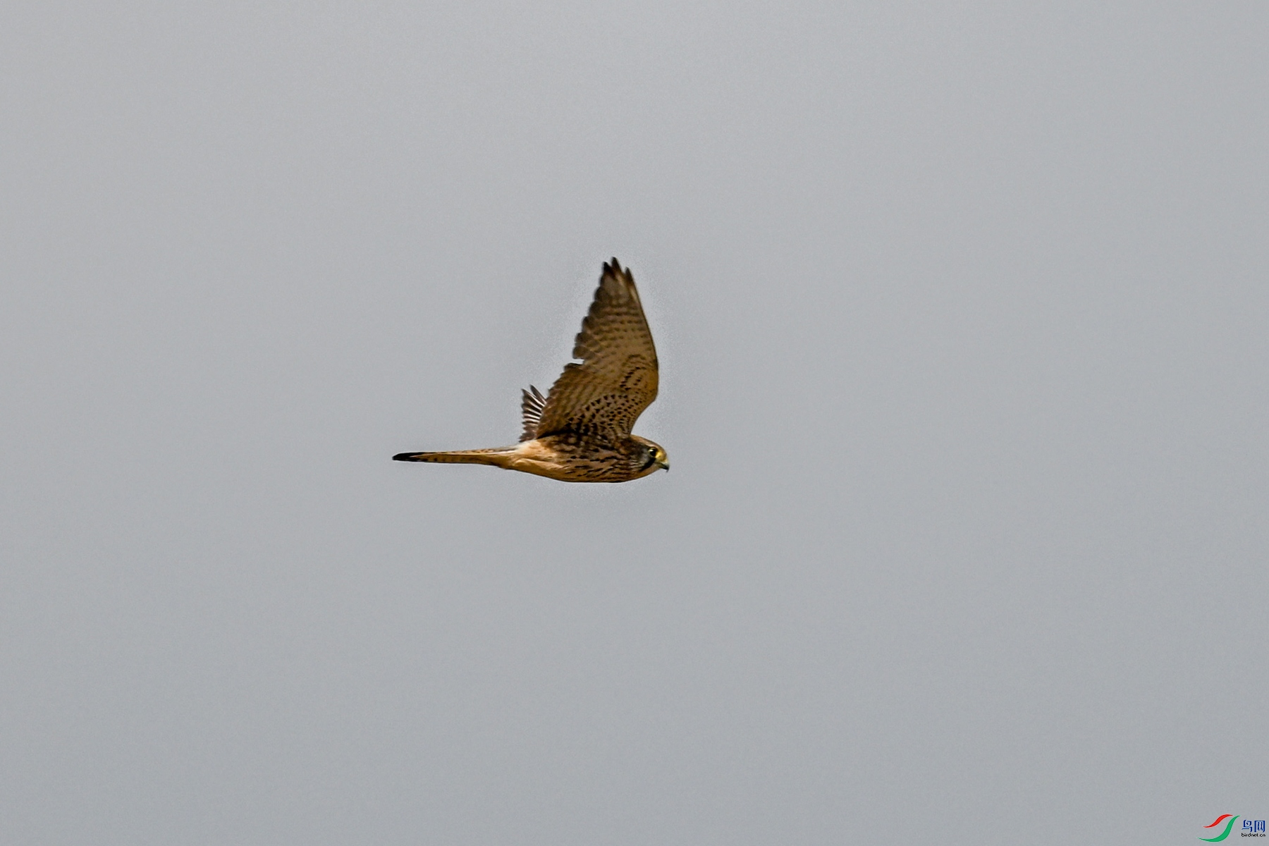 DSC_8148.JPG