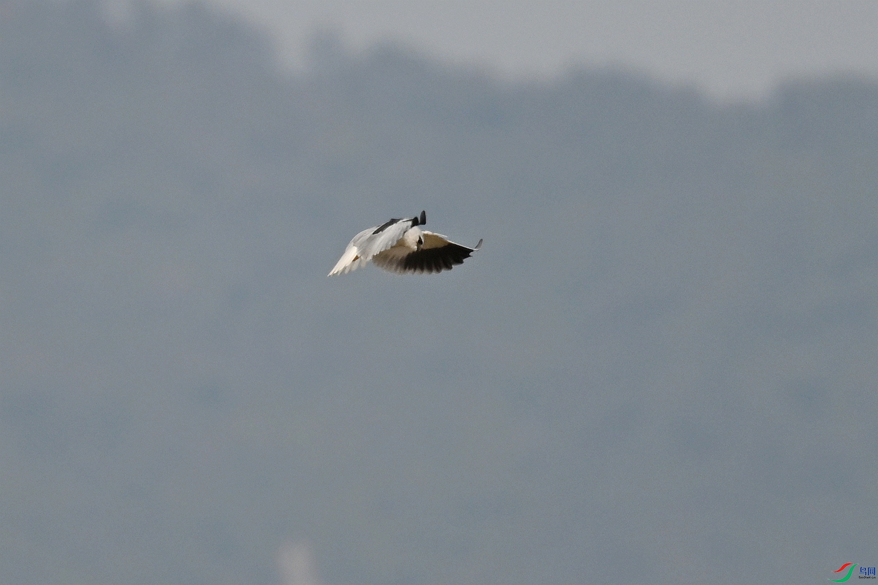 DSC_7953.JPG