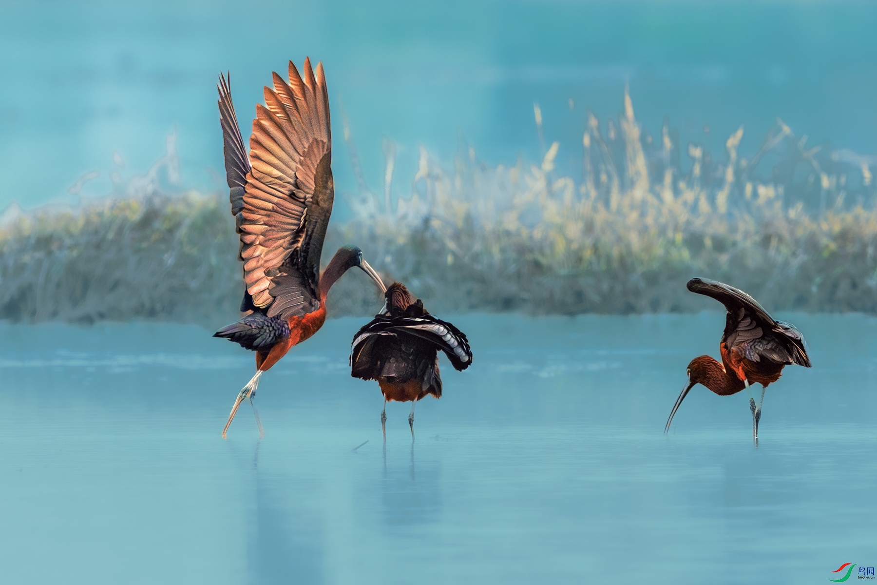 ���q----�q������