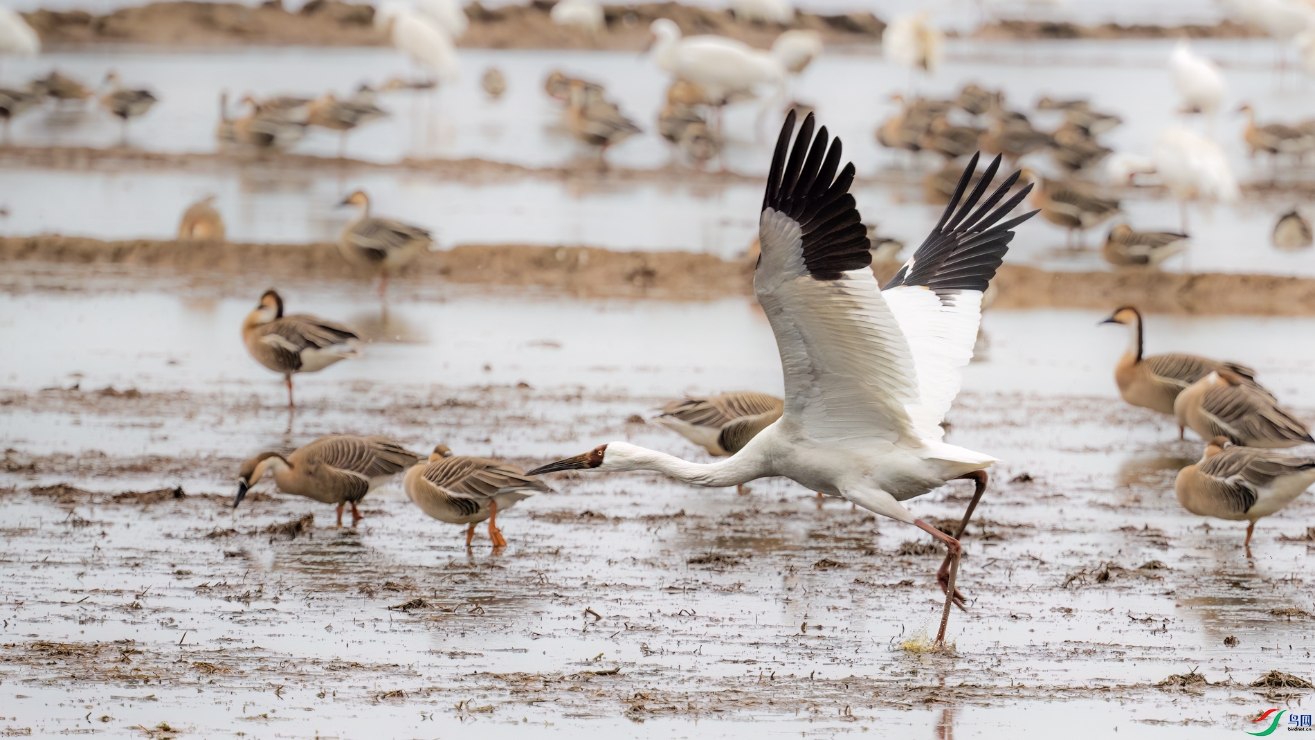 DSC_4151sen2026-2-27-275-�༭.jpg