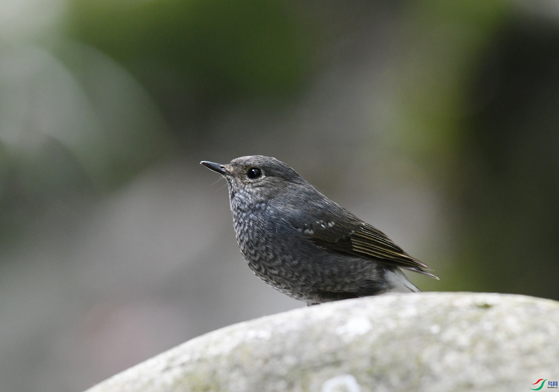 DSC_3646.jpg