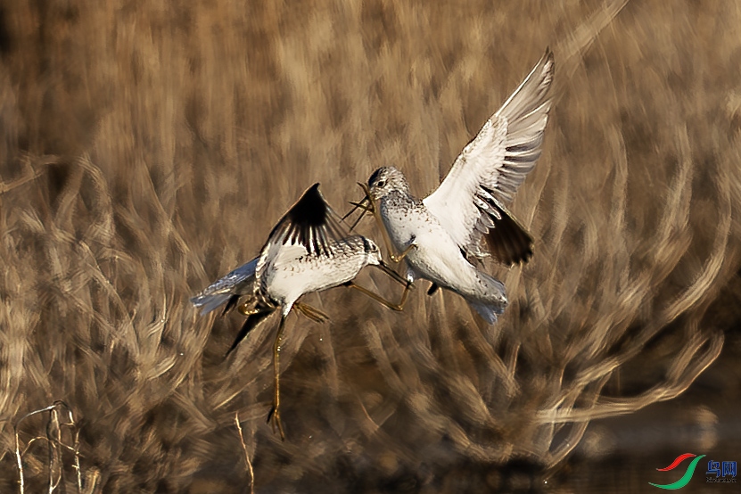 093A2733-����ǿ-NR ����.jpg