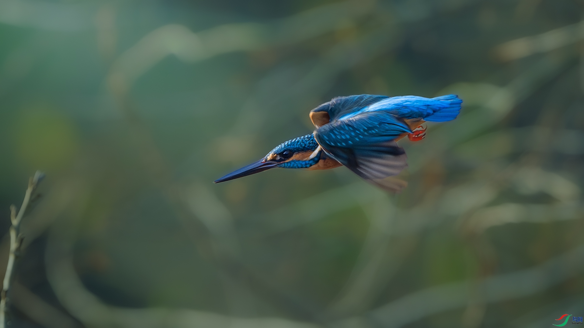DSC_6559-����ǿ-NR ����.jpg