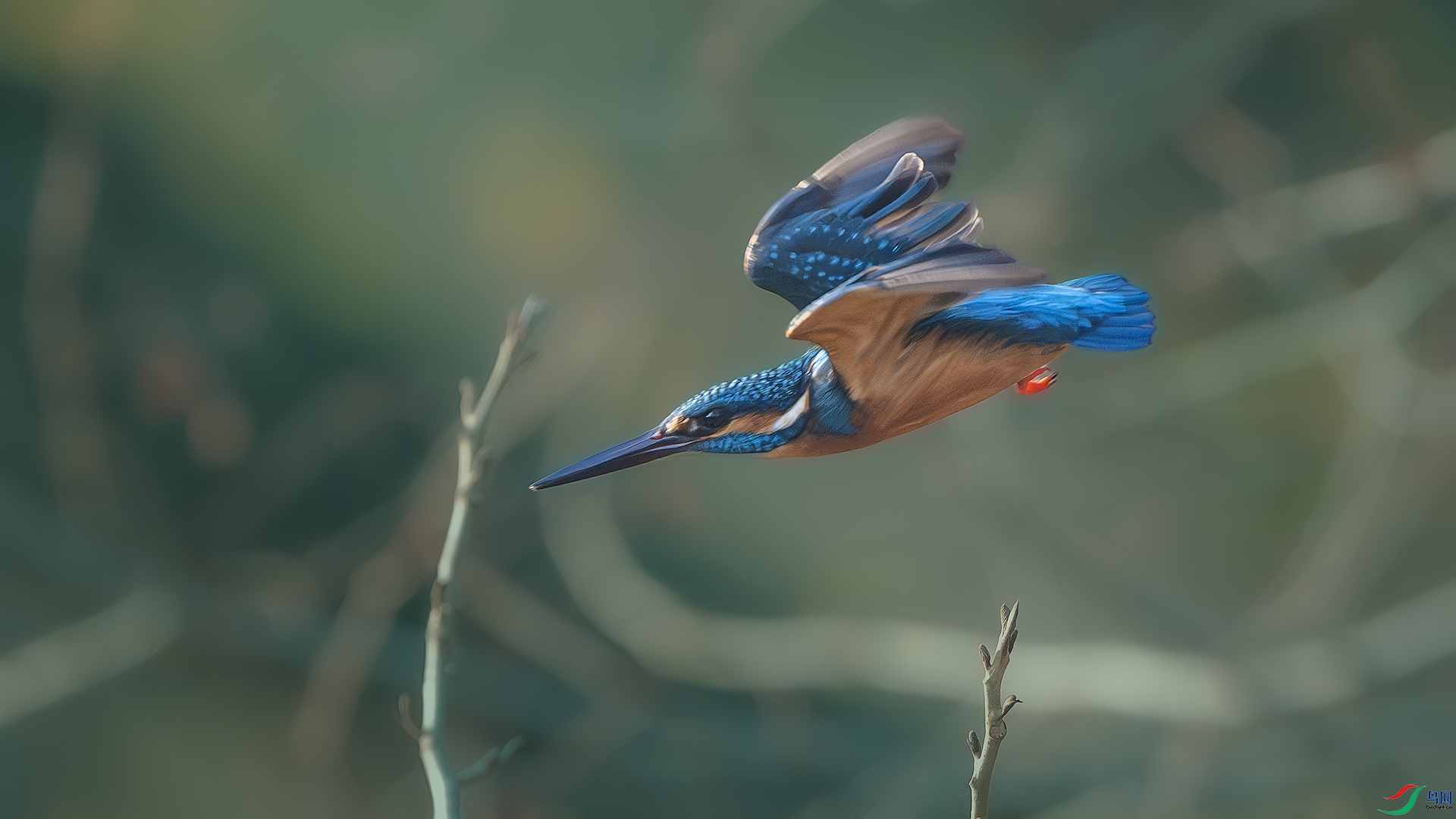 DSC_6560-����ǿ-NR ����.jpg