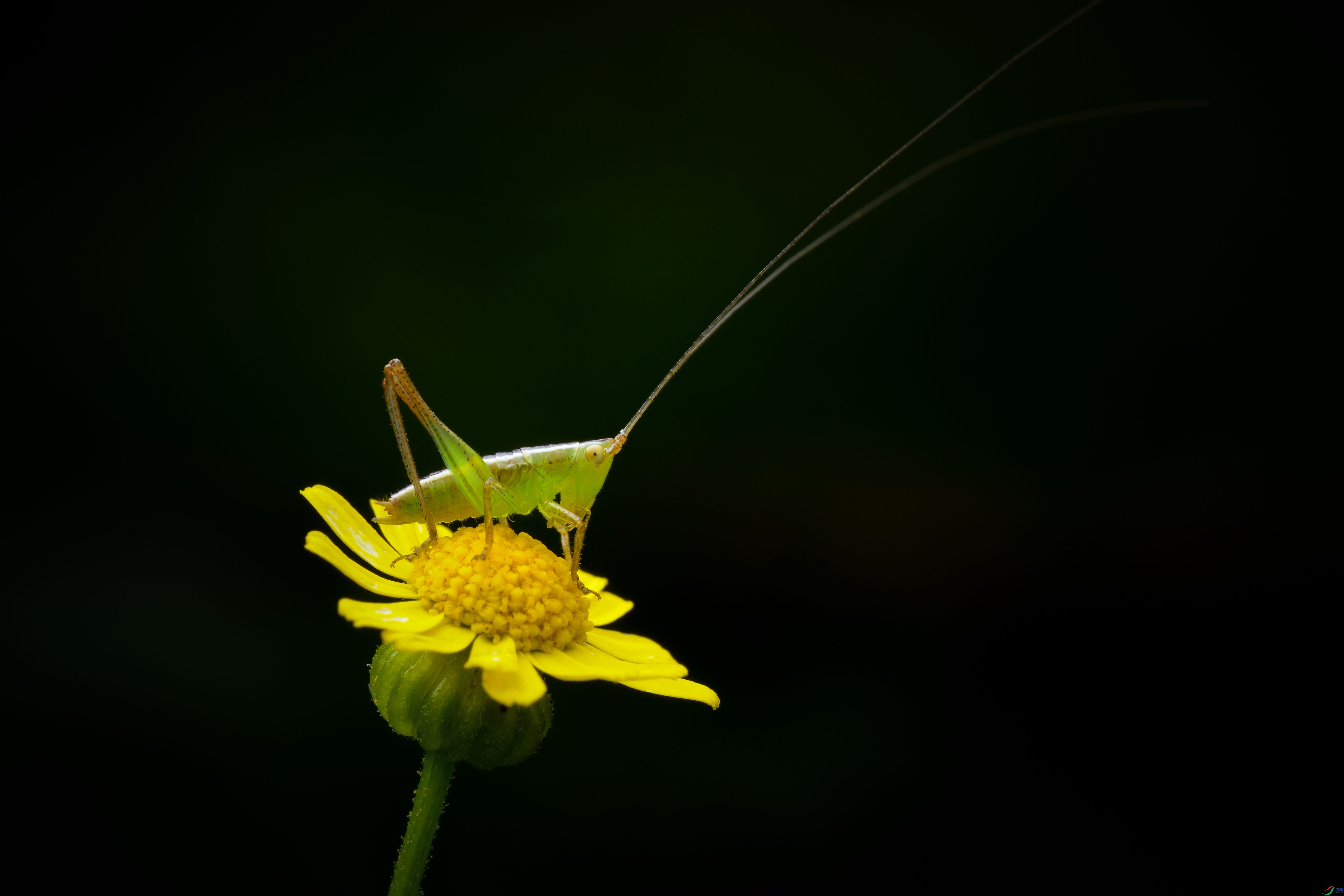 DSC_3371-0-1.jpg