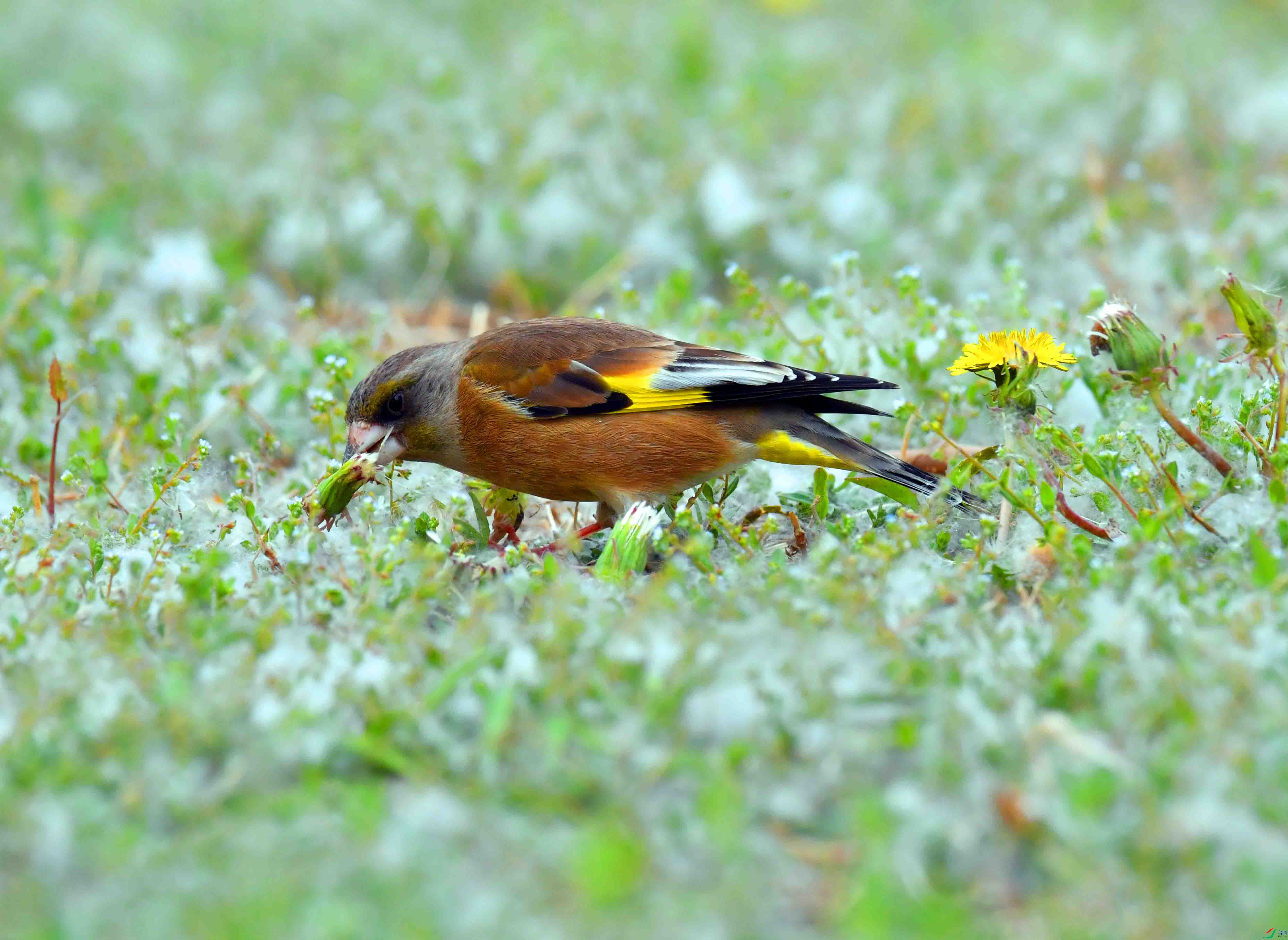 DSC_9474.JPG