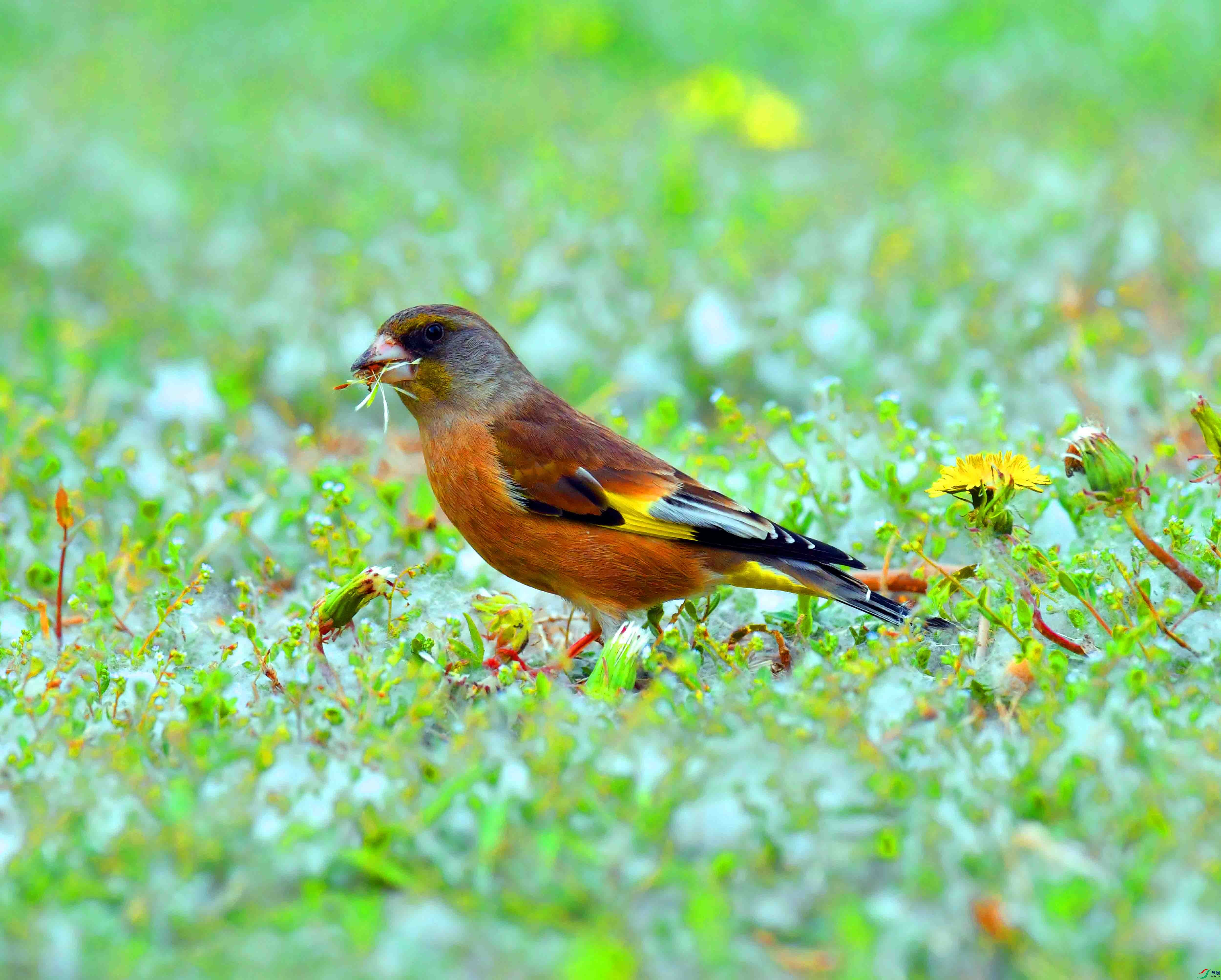 DSC_9483.JPG