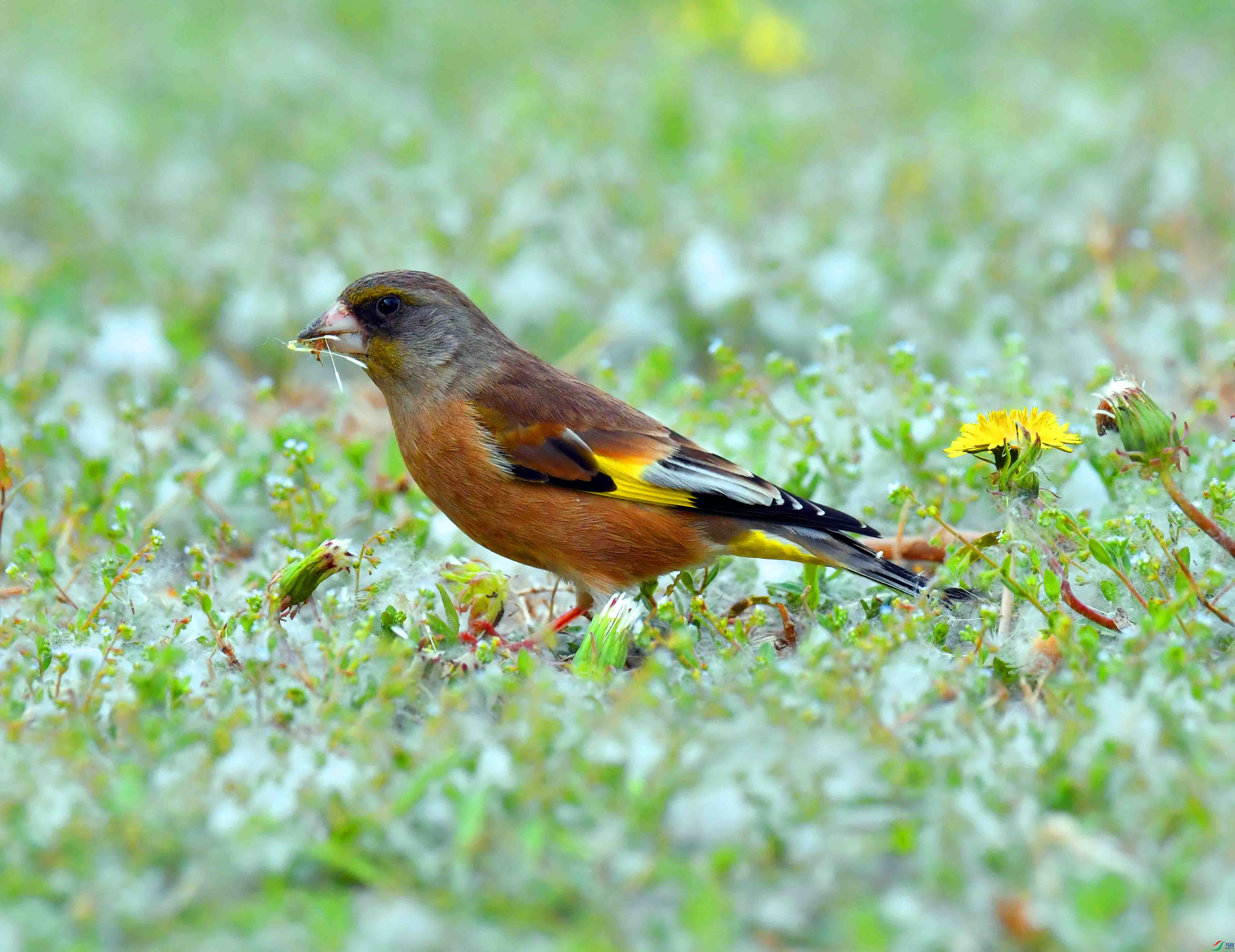 DSC_9478.JPG