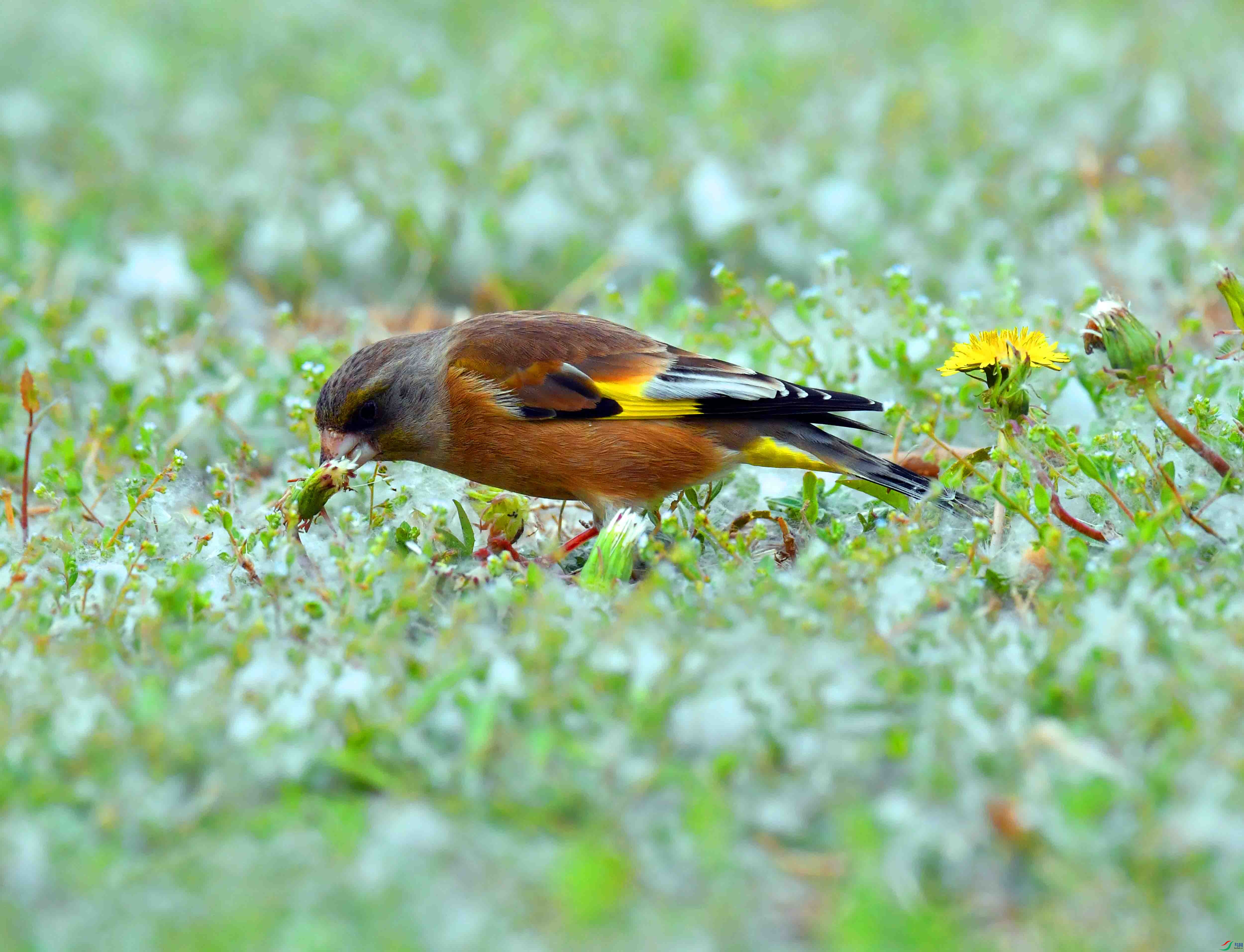 DSC_9488.JPG