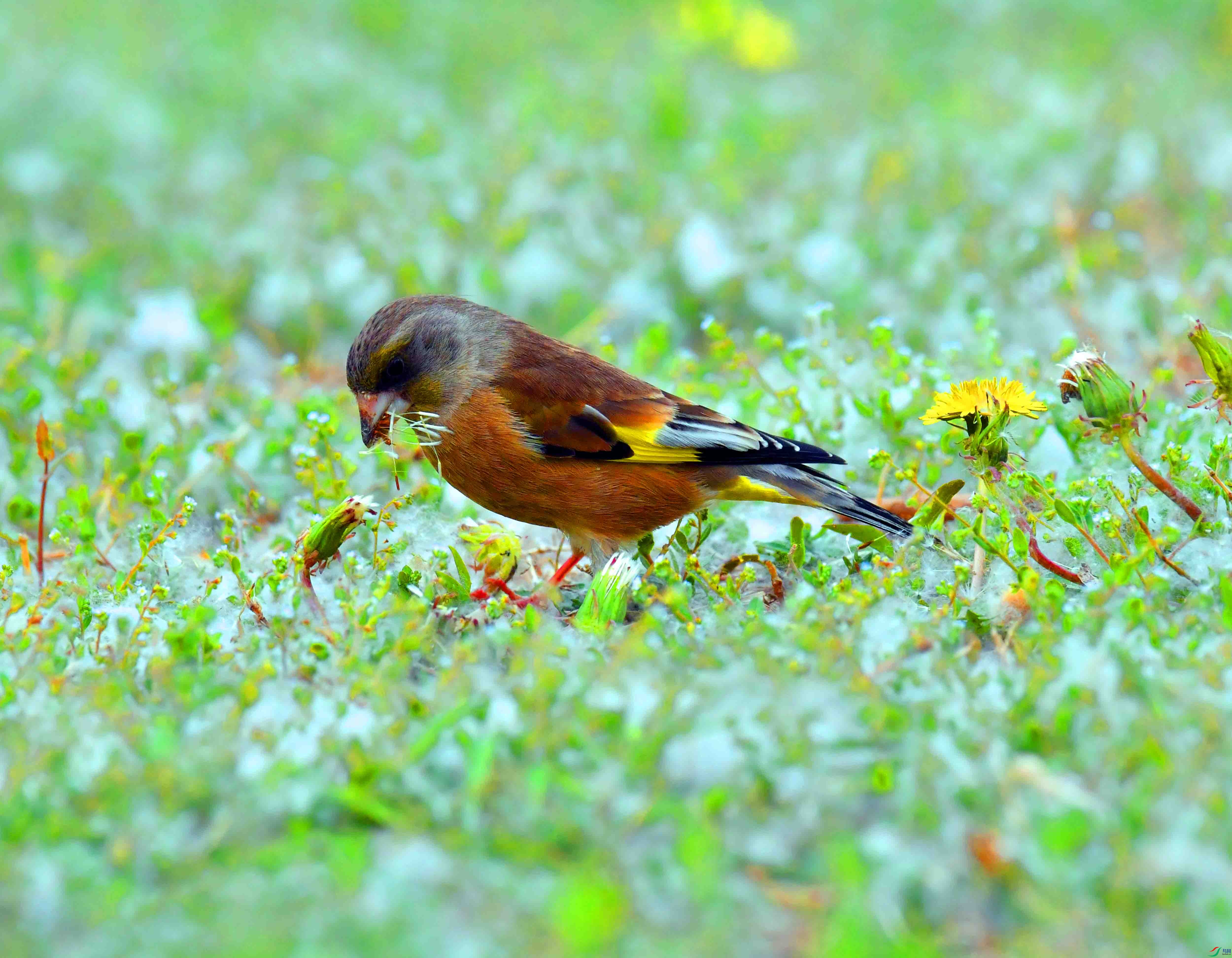 DSC_9492.JPG
