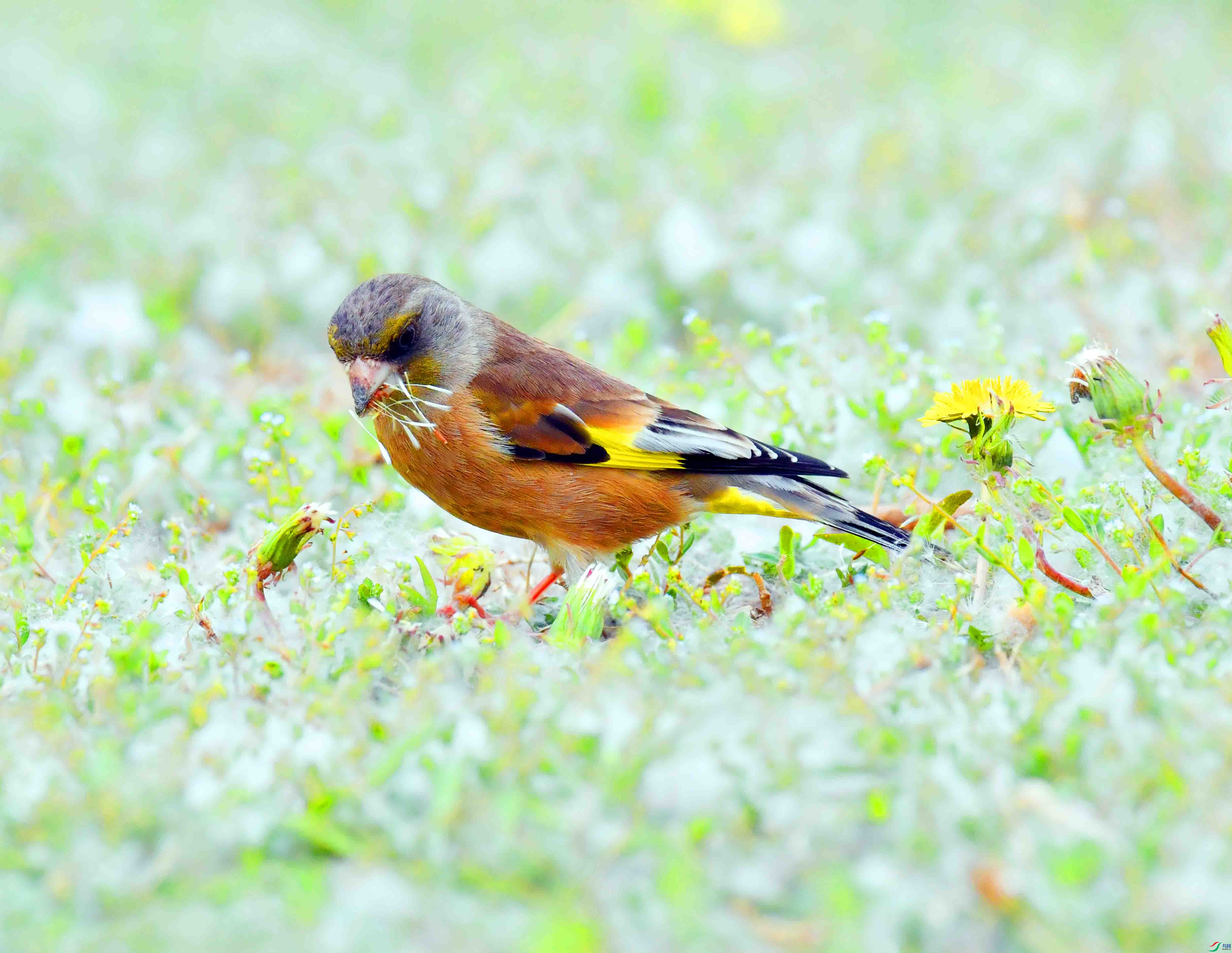 DSC_9491.JPG