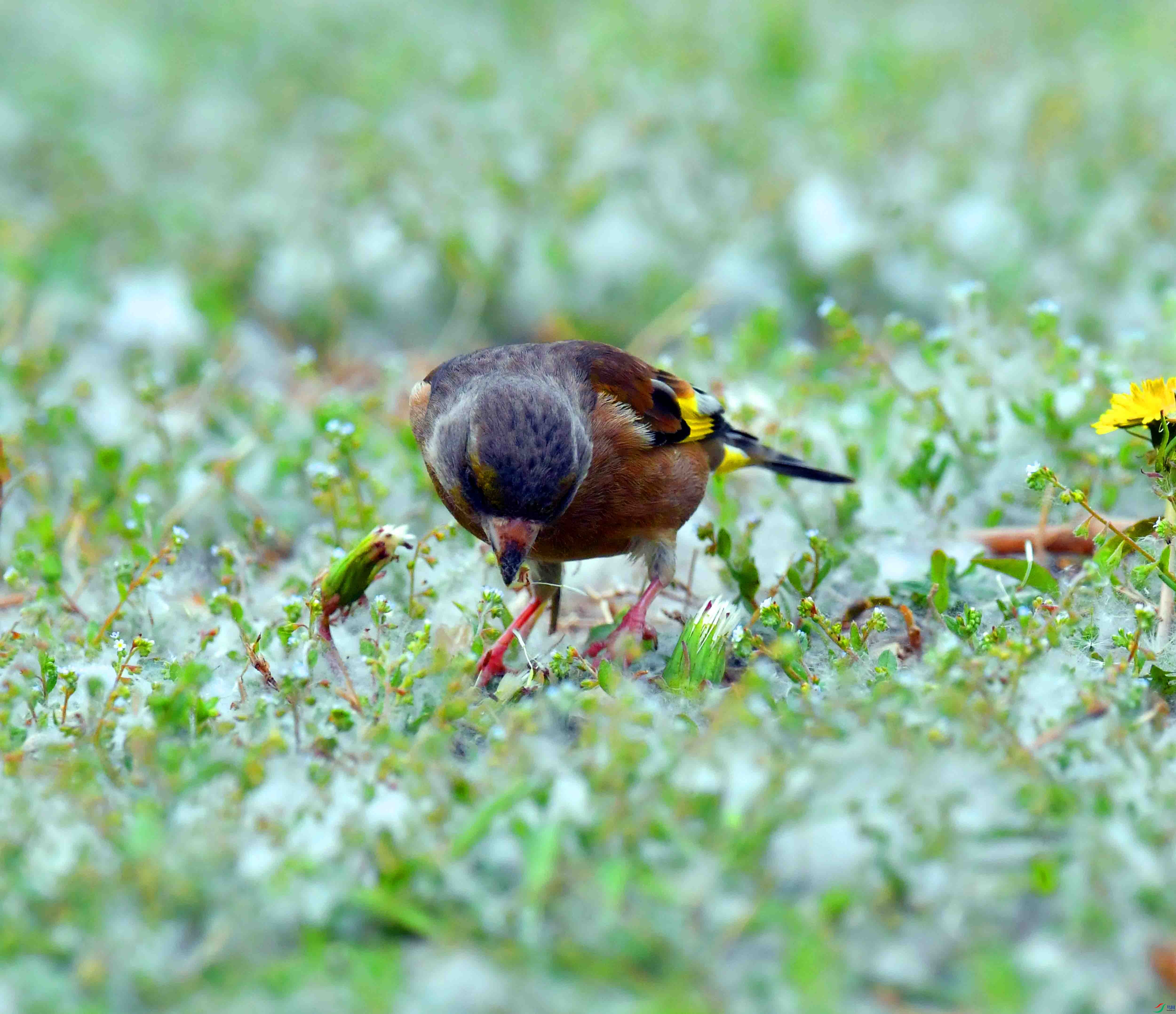 DSC_9496.JPG
