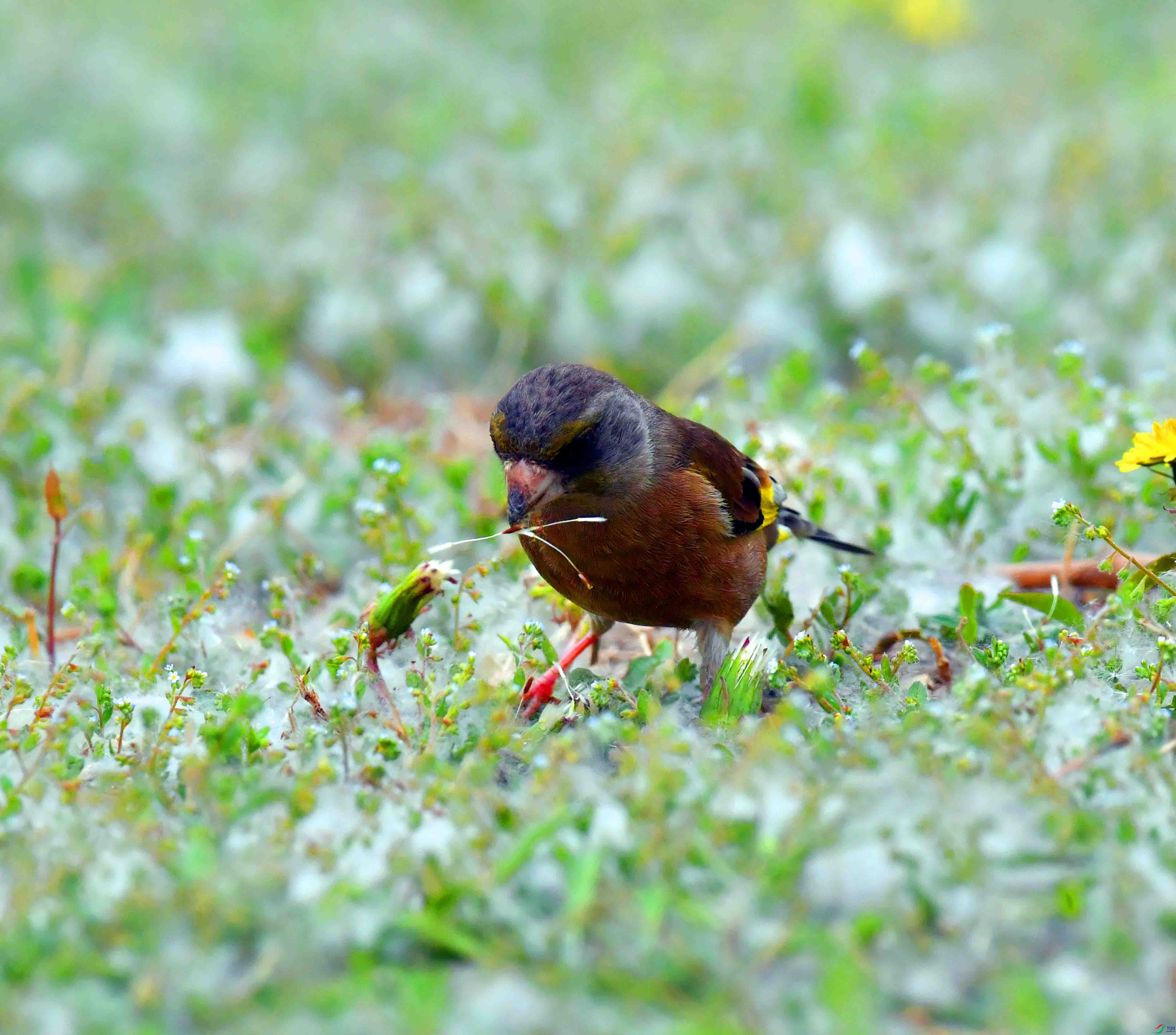 DSC_9498.JPG