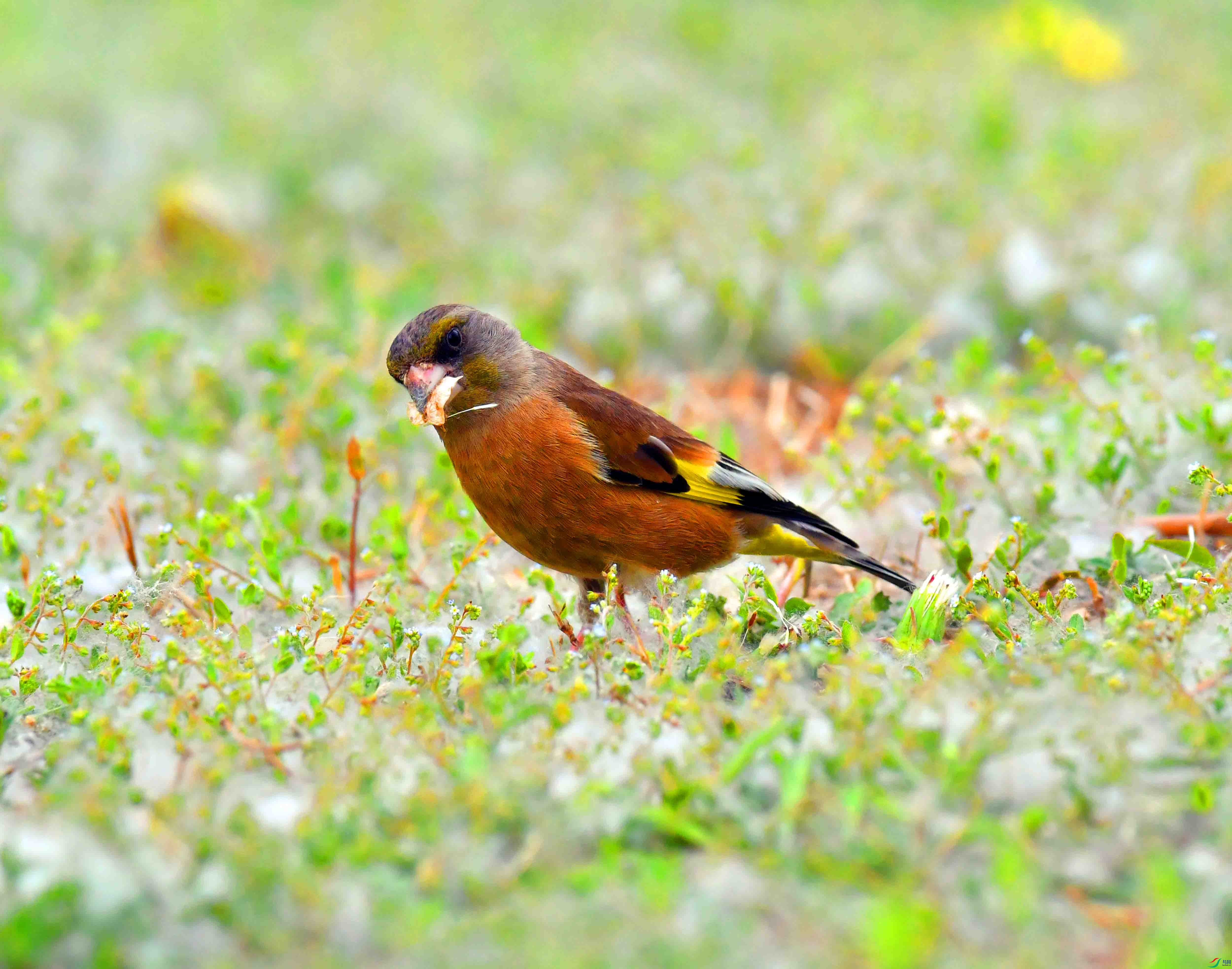 DSC_9502.JPG