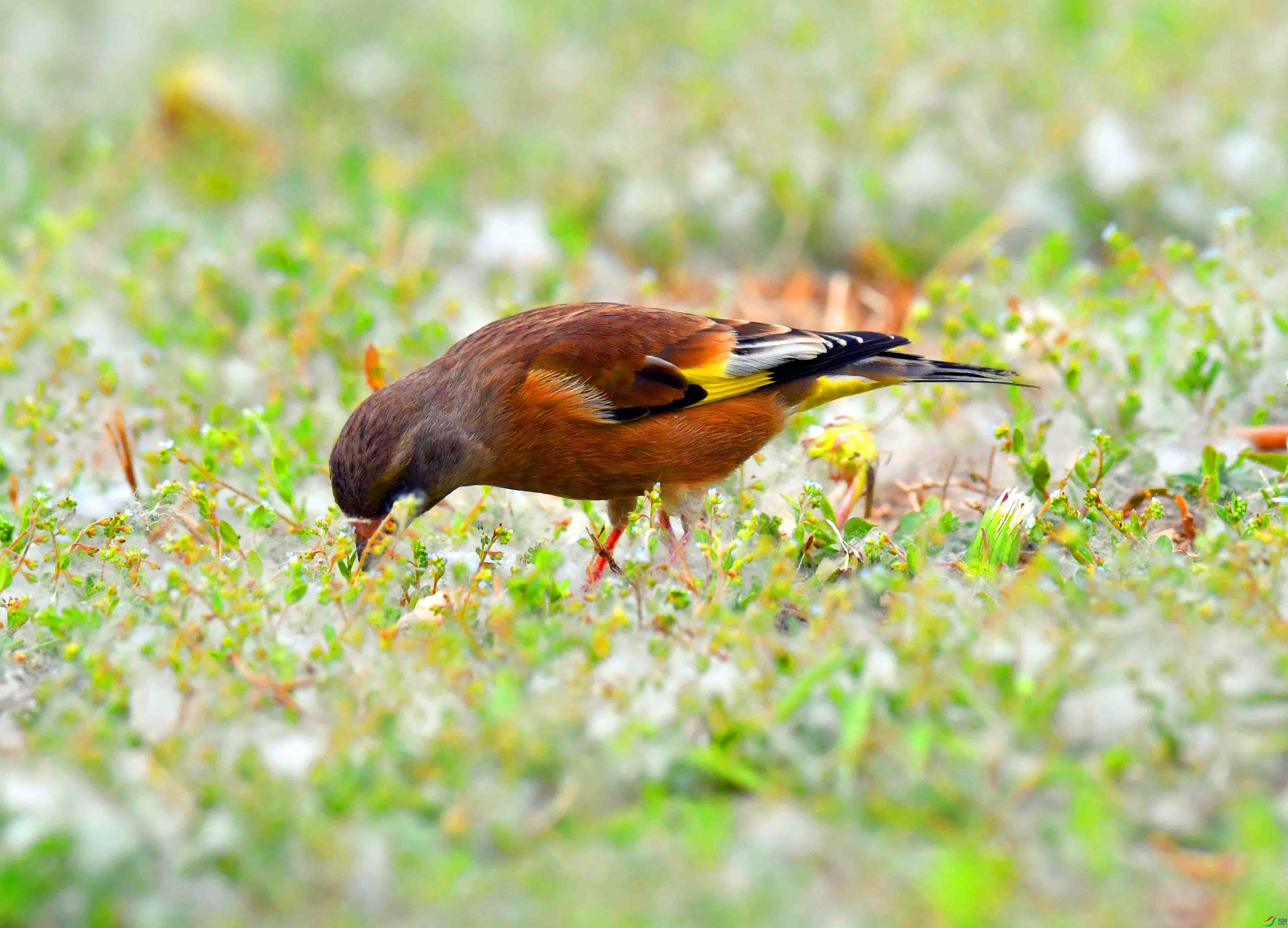DSC_9504.JPG
